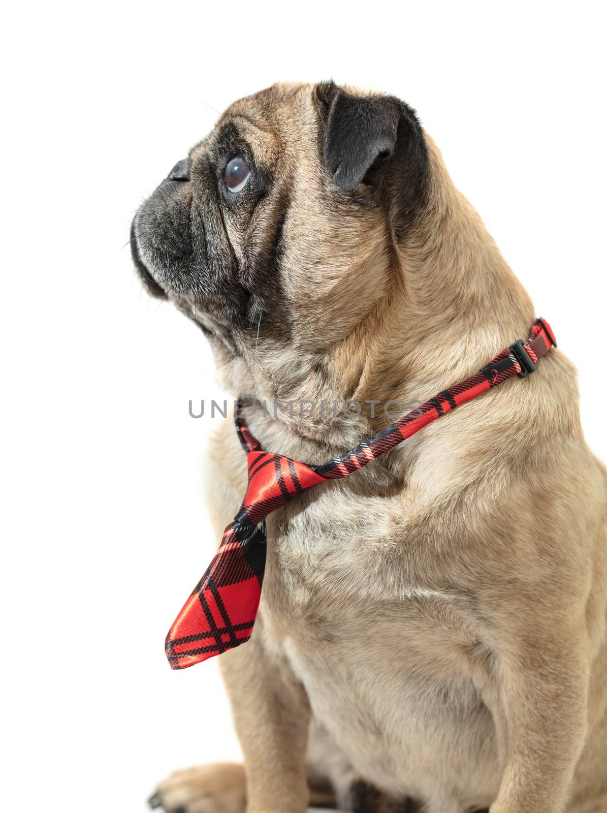 dog pug in tie on white isolated background