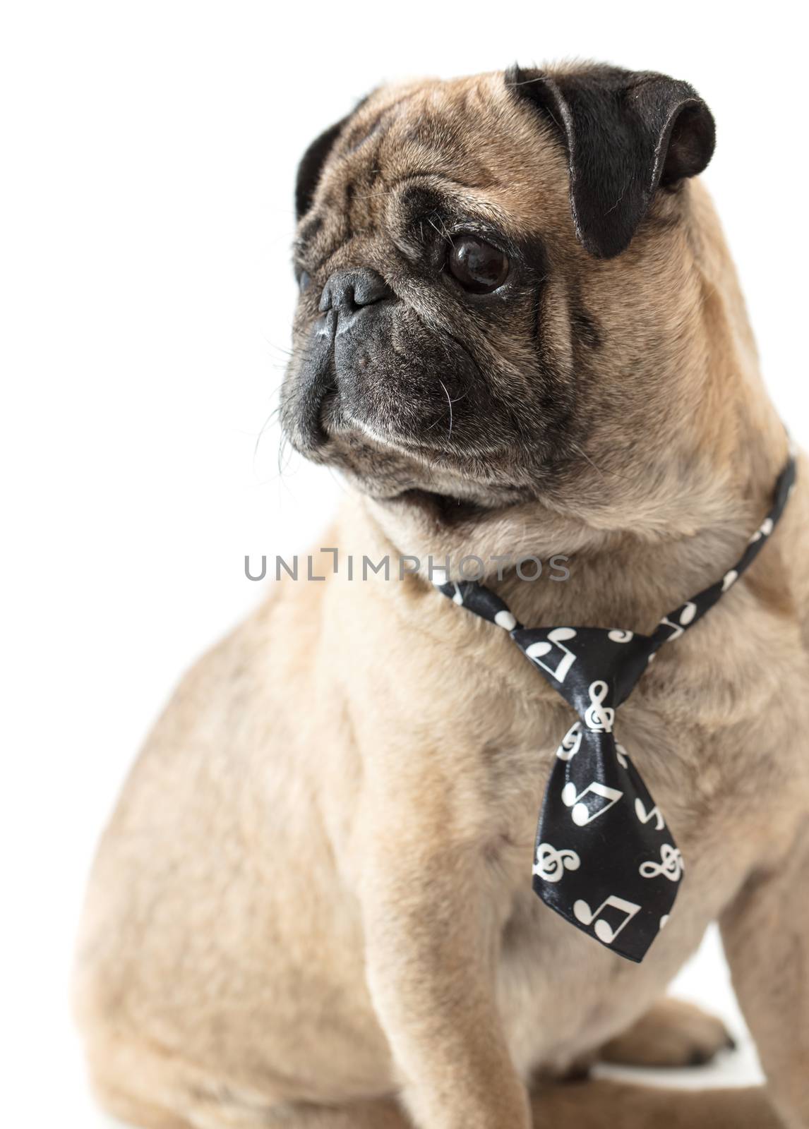 dog pug in tie  by MegaArt