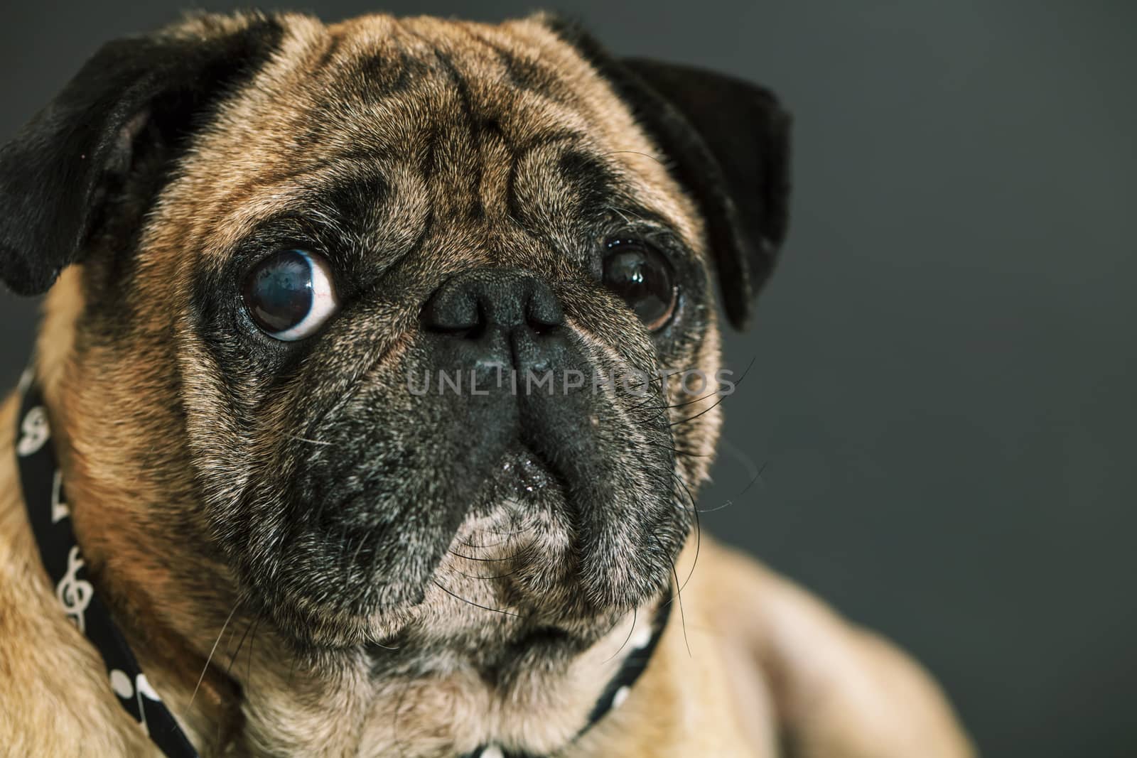 portrait of a pug dog on black background
