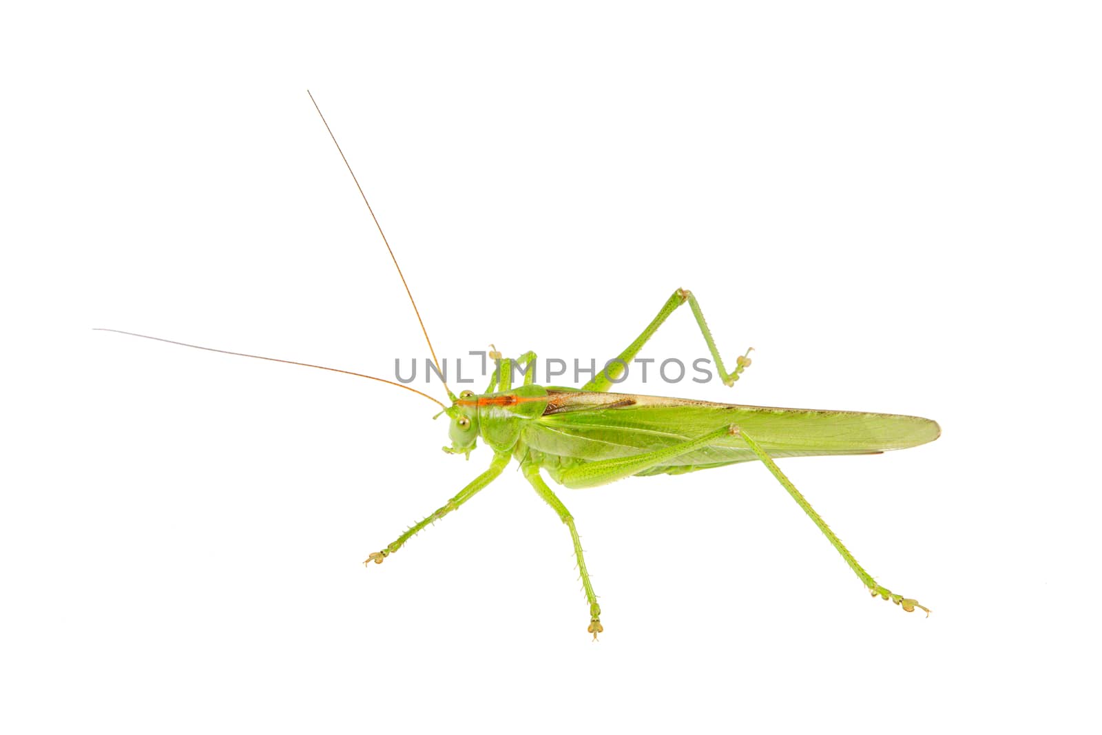 Green grasshopper isolated on a white by neryx