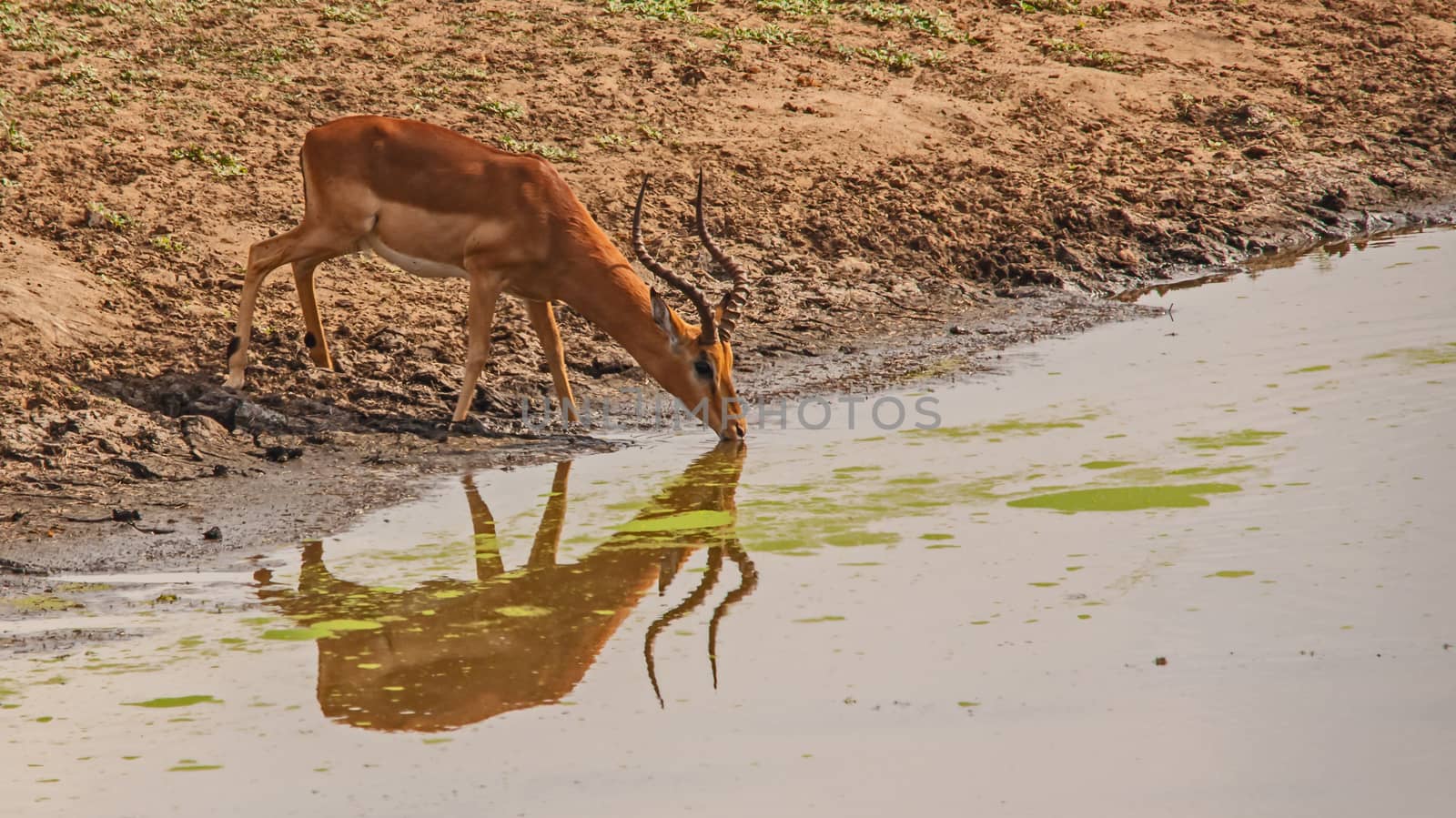 An Impala ram (Aepyceros melampus) drinking water in Kruger National Park, South Africa.
