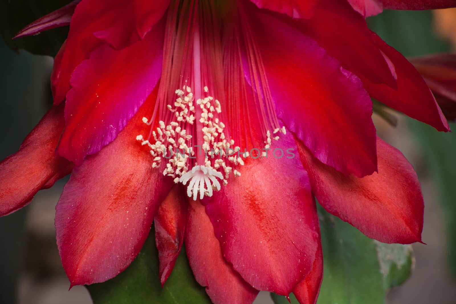 Red Cactus Flower 1 by kobus_peche