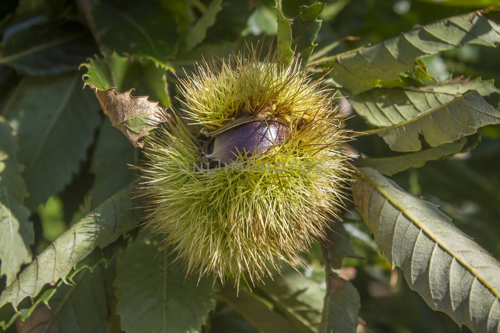 chestnut fruit in the tree with green leaves