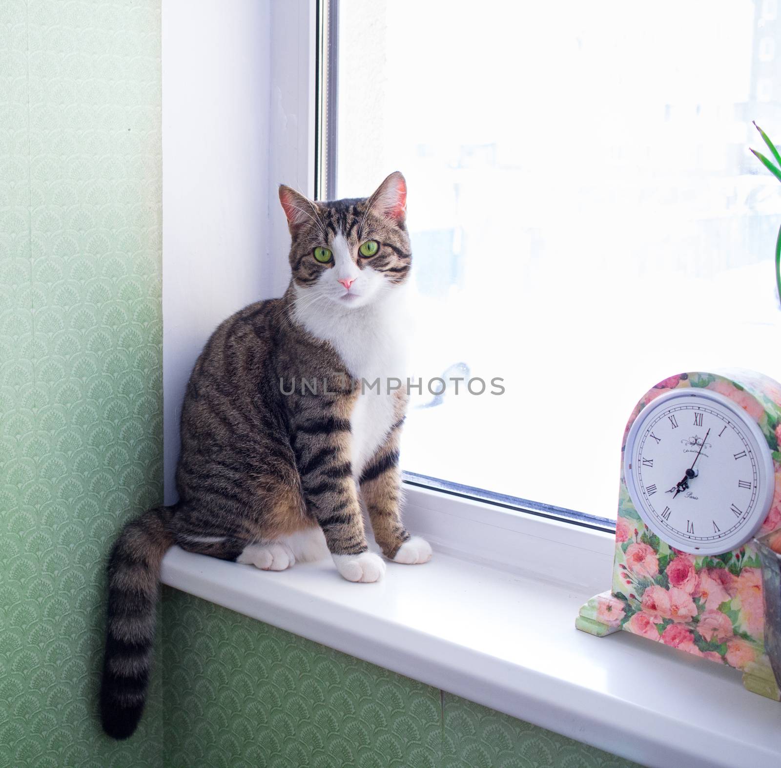 Domestic striped furry pet cat sits on windowsill near colorful floral clock