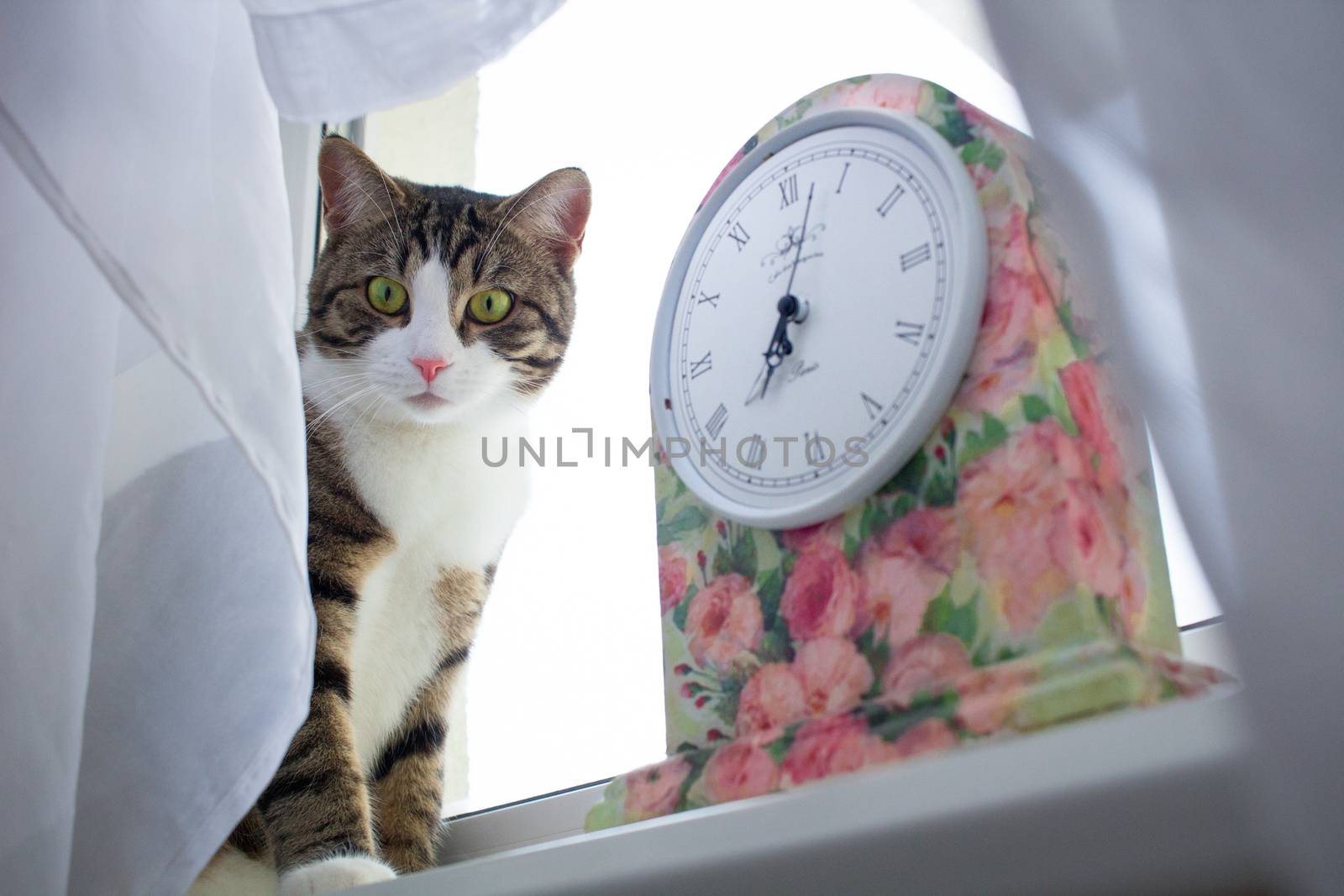 Domestic pet cat sits on windowsill covered with white curtain near colorful floral clock