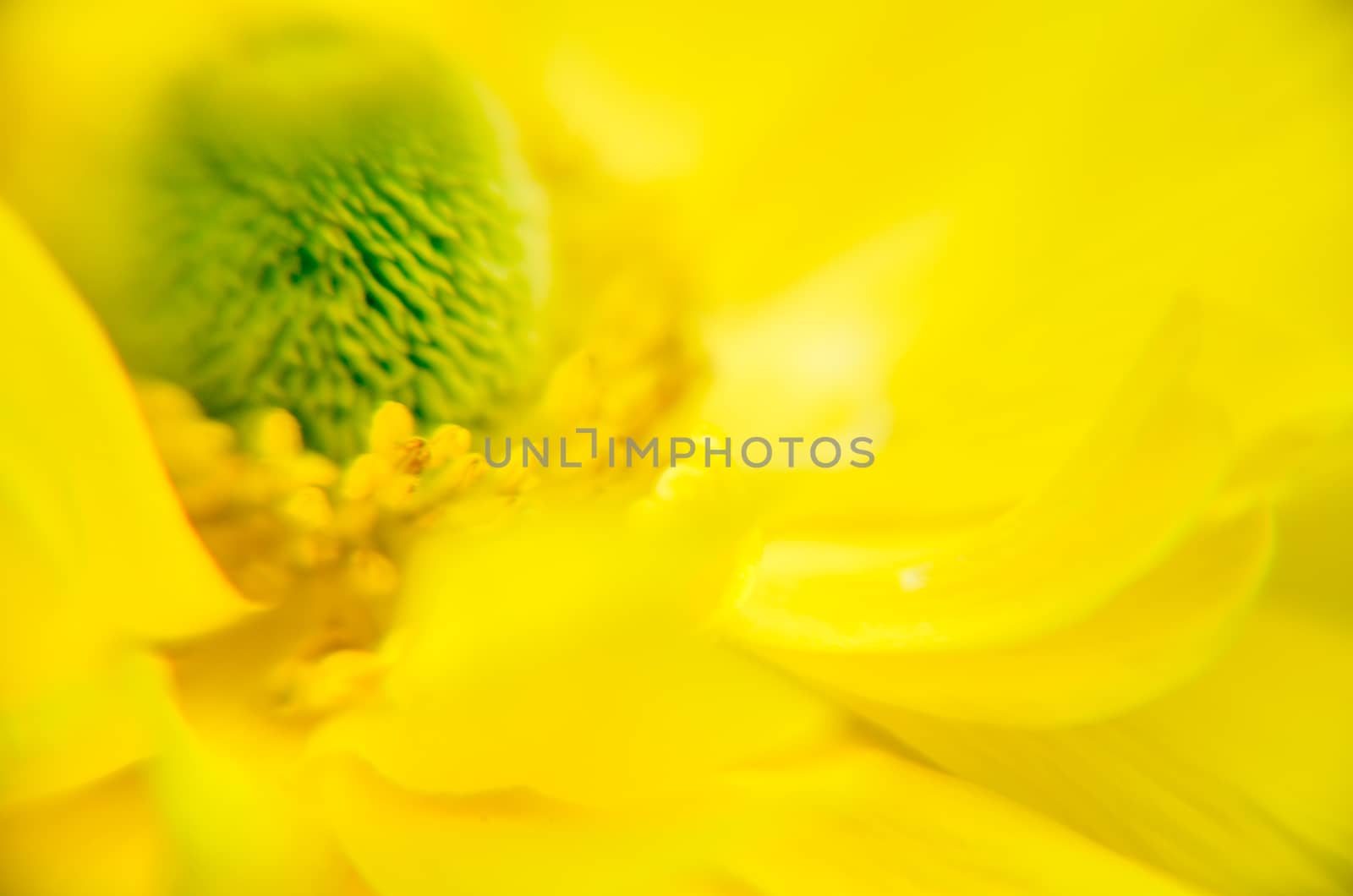 Beautiful Yellow Ranunculus asiaticus Flower in Spring with soft bokeh by kimbo-bo