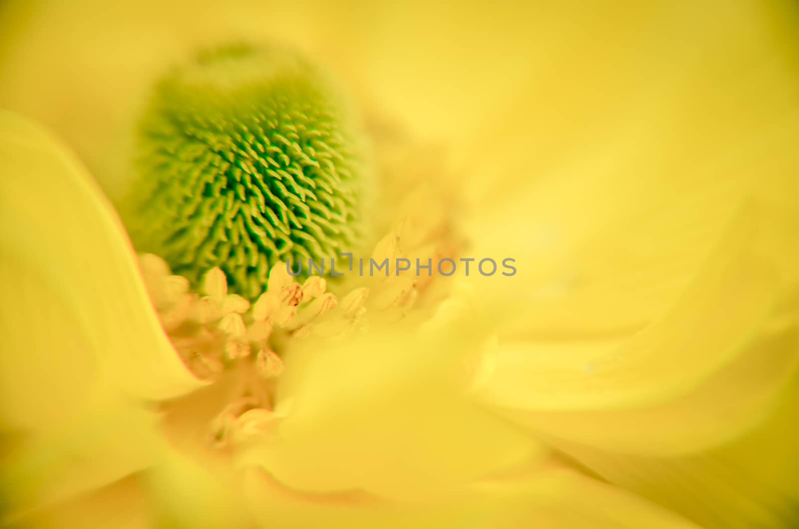 Beautiful Yellow Ranunculus asiaticus Flower in Spring with soft bokeh by kimbo-bo