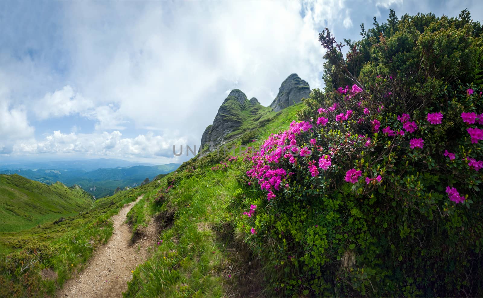 Panoramic view of Mount Ciucas on summer with wild rhododendron by PixAchi