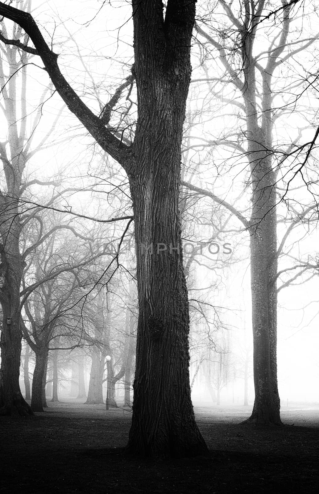 Grungy, textured image of trees in black and white, spooky feeling.