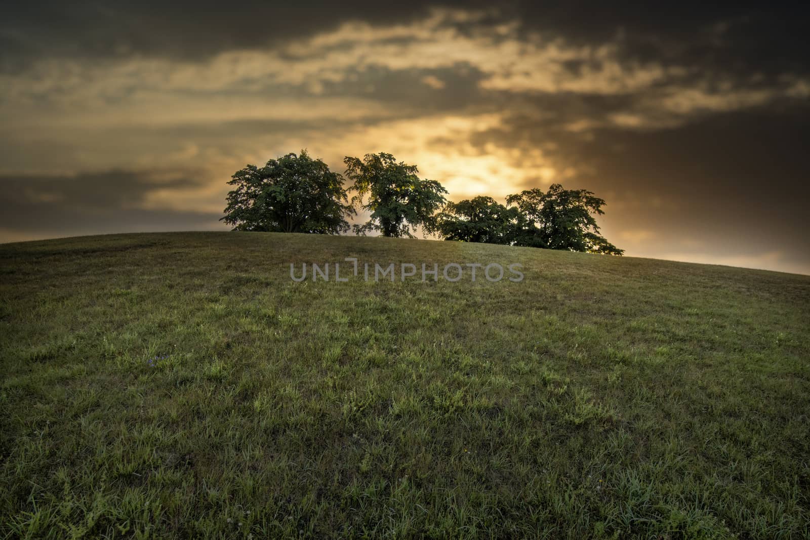 Trees on hill by ankihoglund