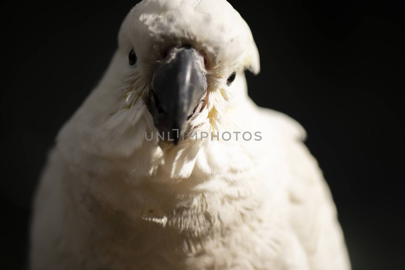 White cockatoo. by artistrobd