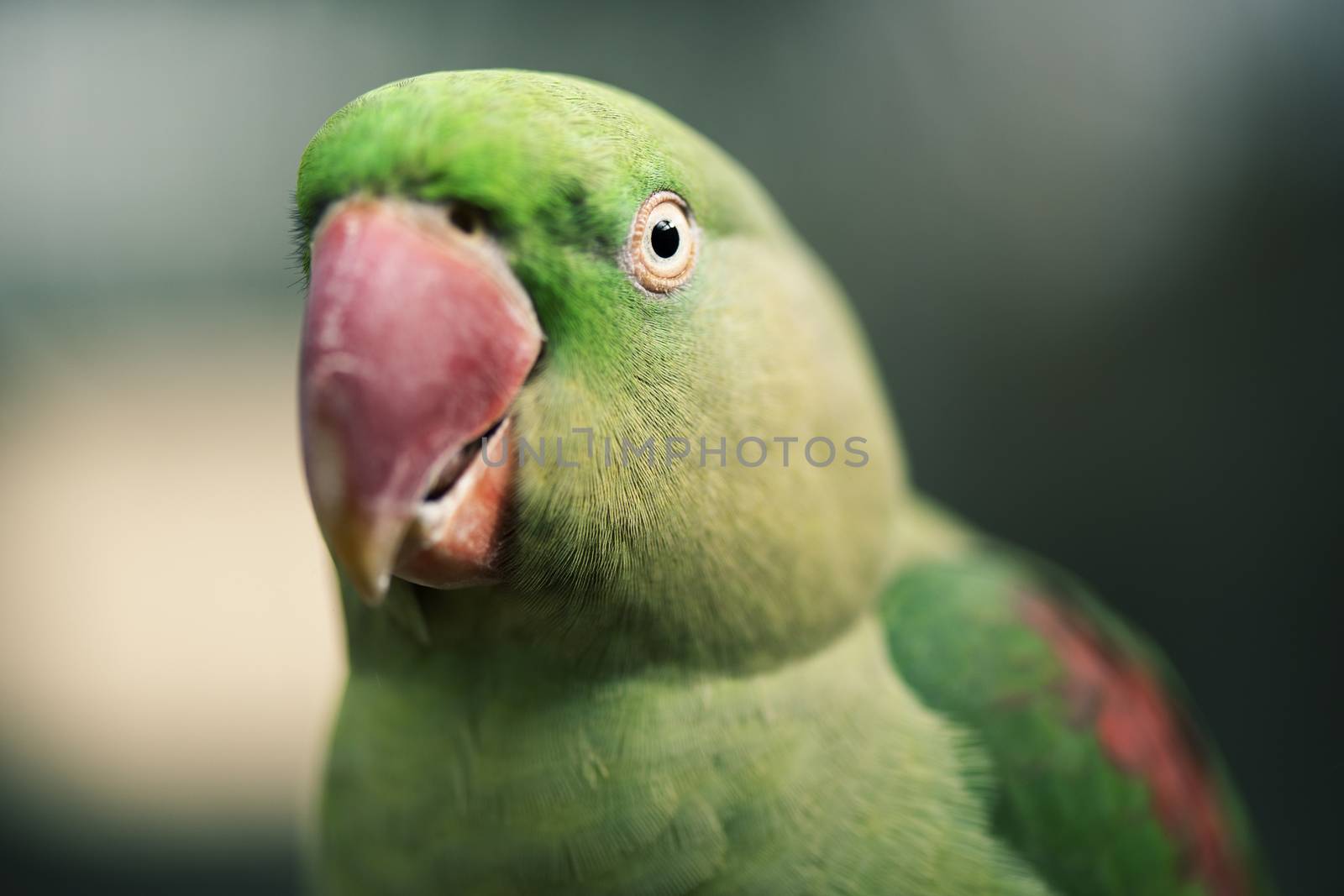 Close up of a King Parrot by artistrobd