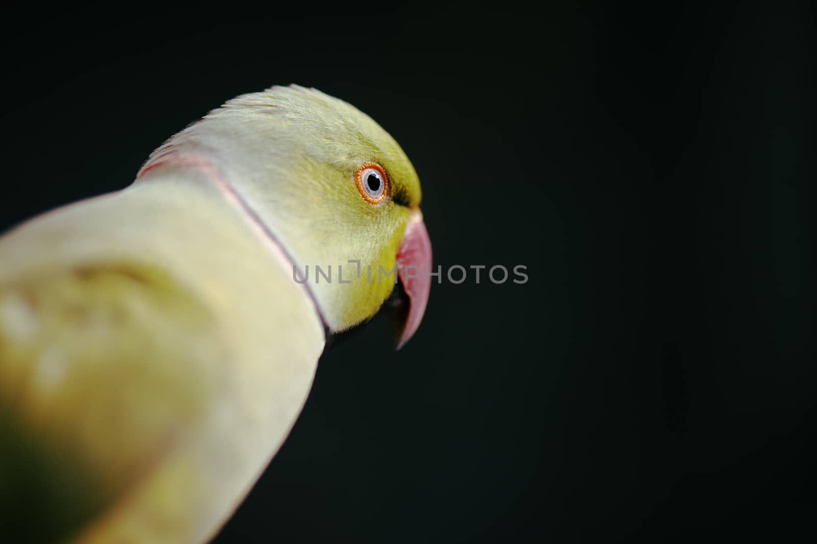 Close up of a large green King Parrot