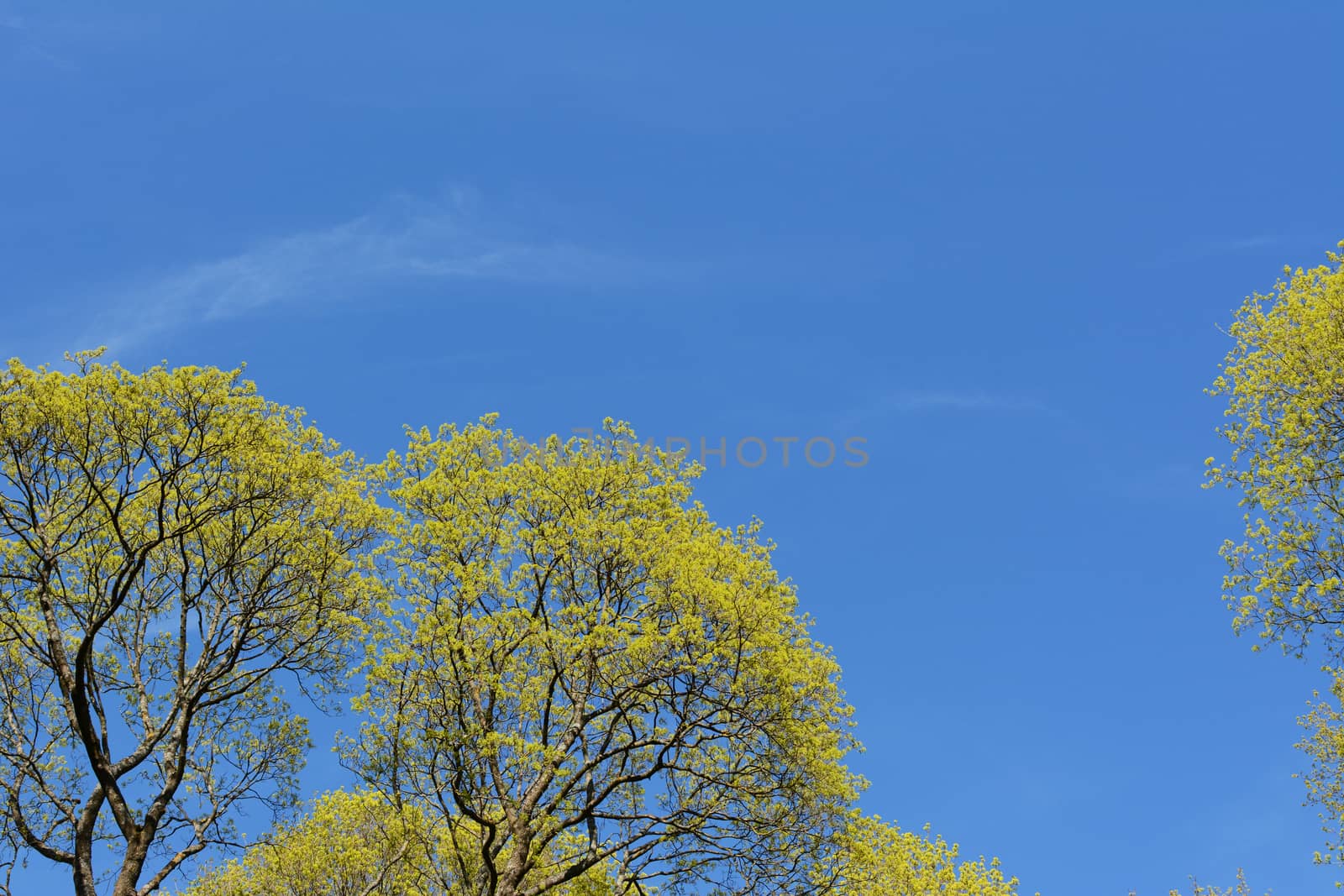 Bright green foliage of lime trees begins to open in spring. Copy space among the tree branches on a bright blue sky.