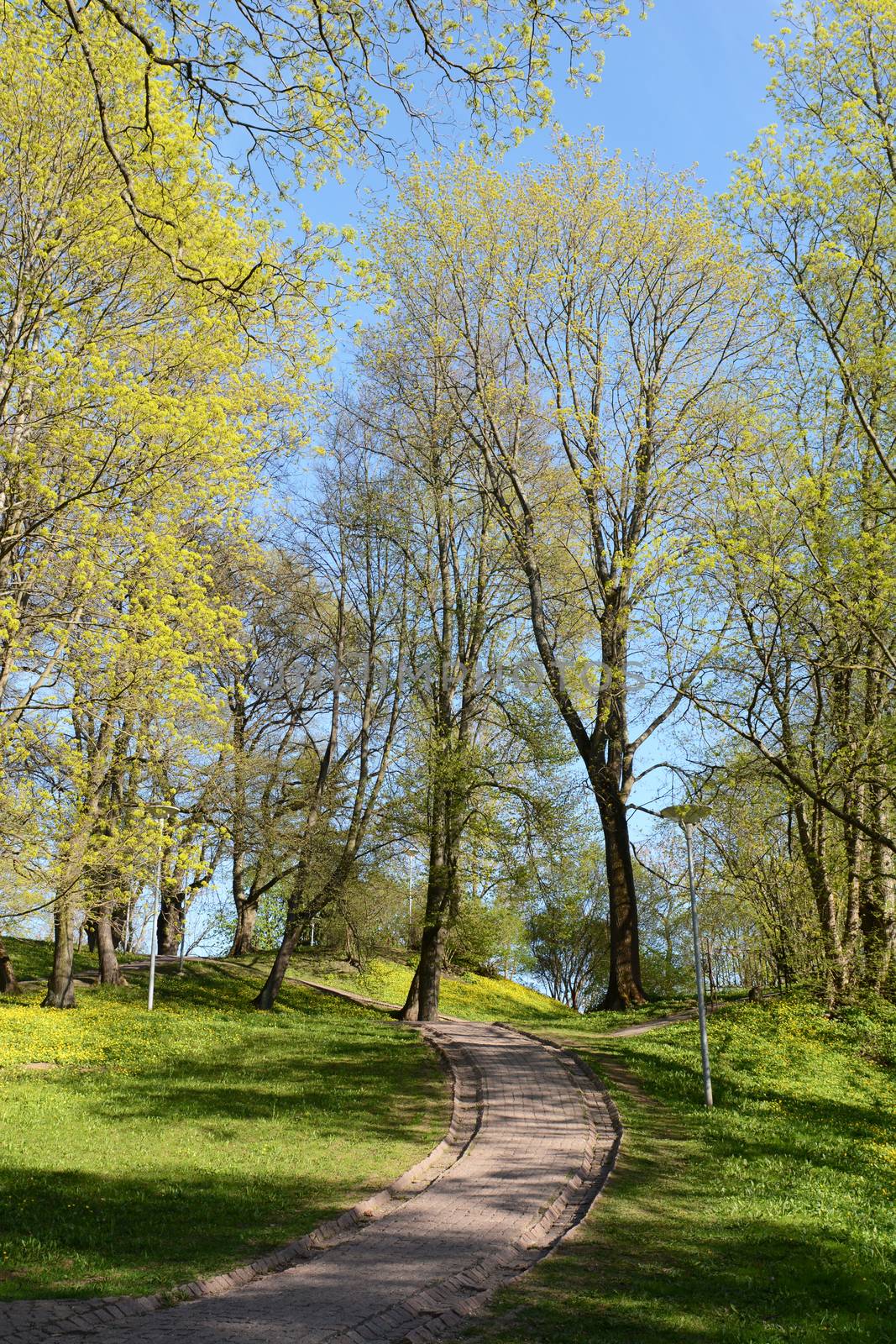 Paved path leads uphill through lime trees in Deer's Park in Tallinn, Estonia