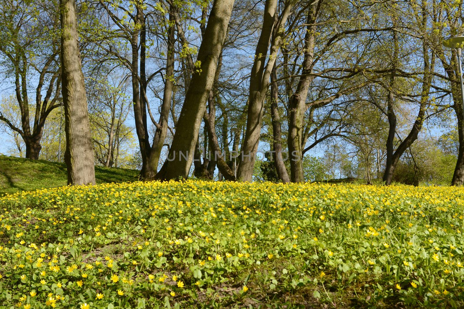 Bank of yellow celandine flowers blooming among trees in Deer's Park, Tallinn, Estonia