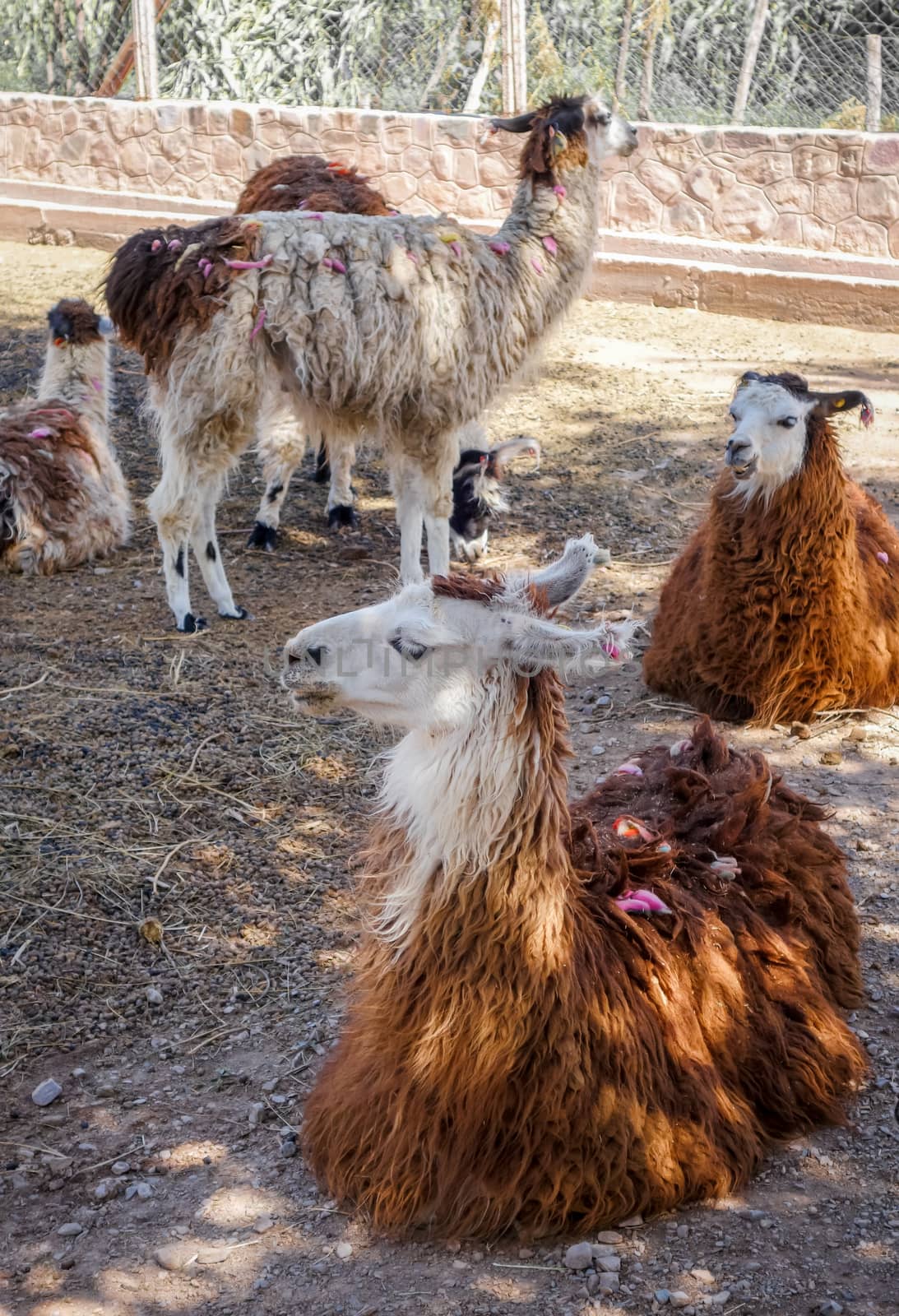 Lamas in a farm by daboost