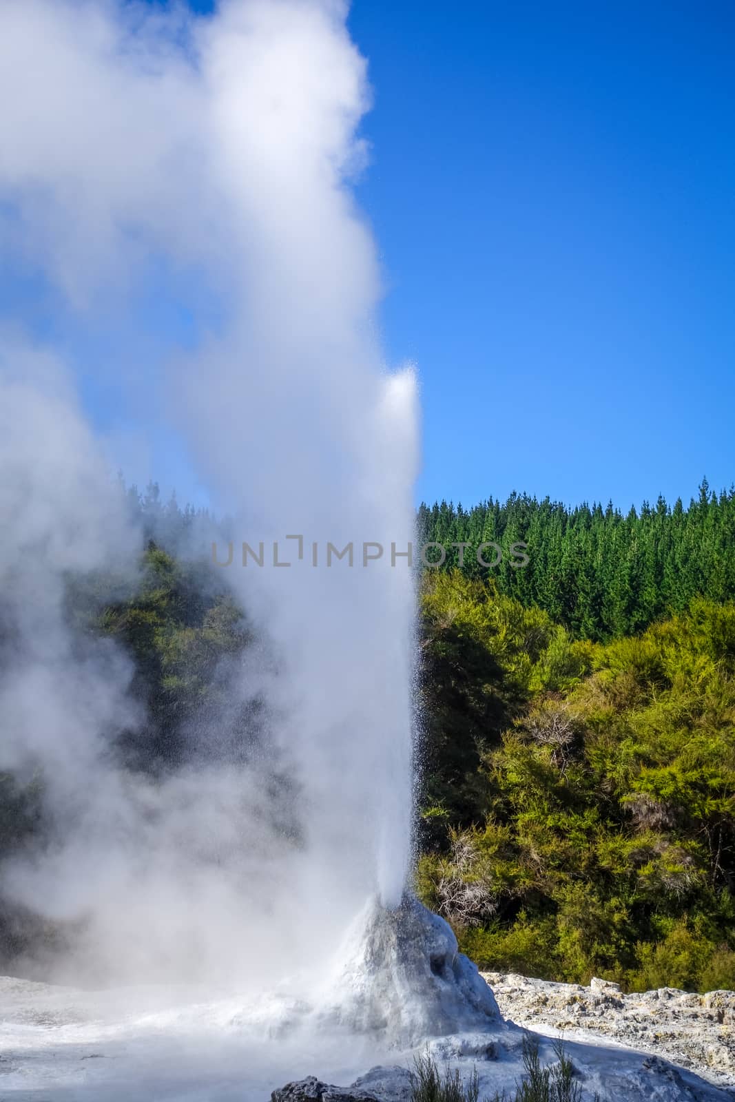 Geyser in Waiotapu geothermal area, Rotorua, New Zealand