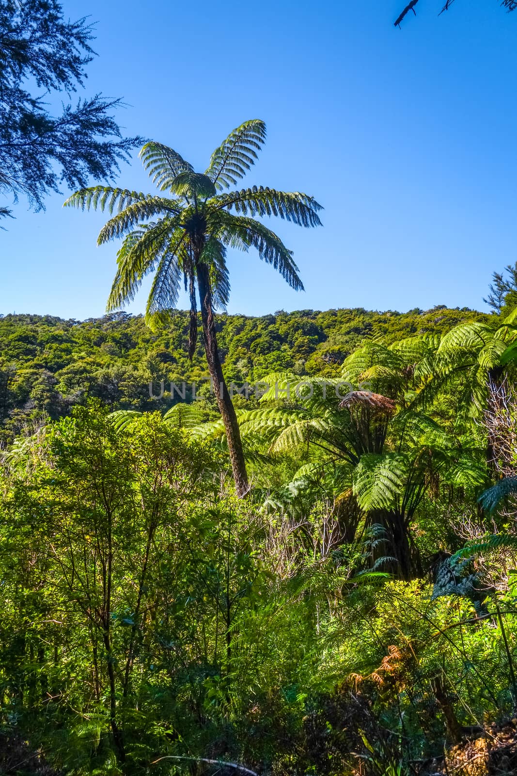 Track in Abel Tasman National Park, New Zealand by daboost