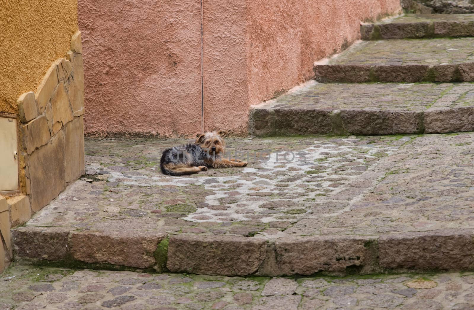 young yorkshire terrier dog laying down on the stairs in the street of castelsardo italy