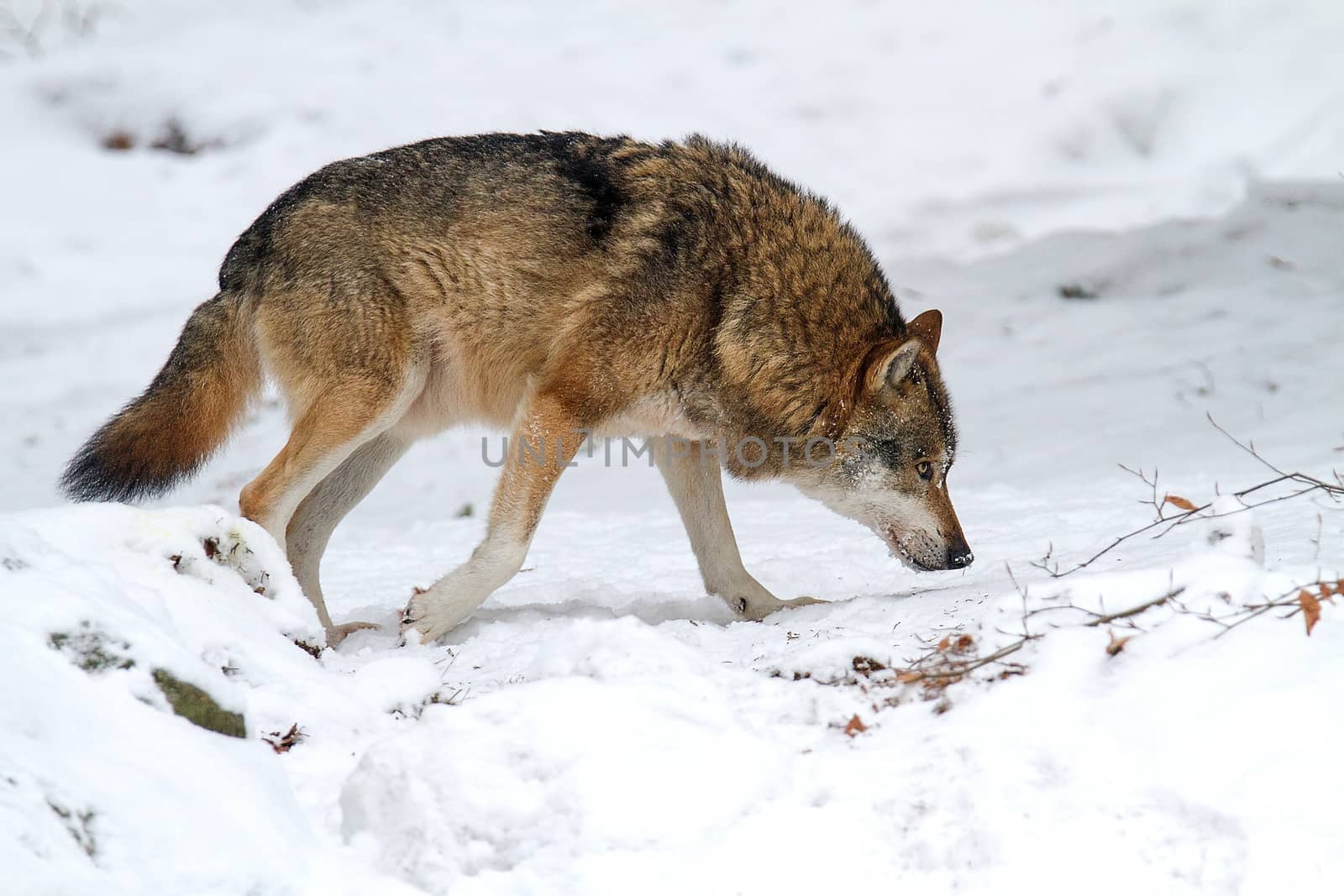 Gray wolf (Canis lupus) walking on the snow by Simon02