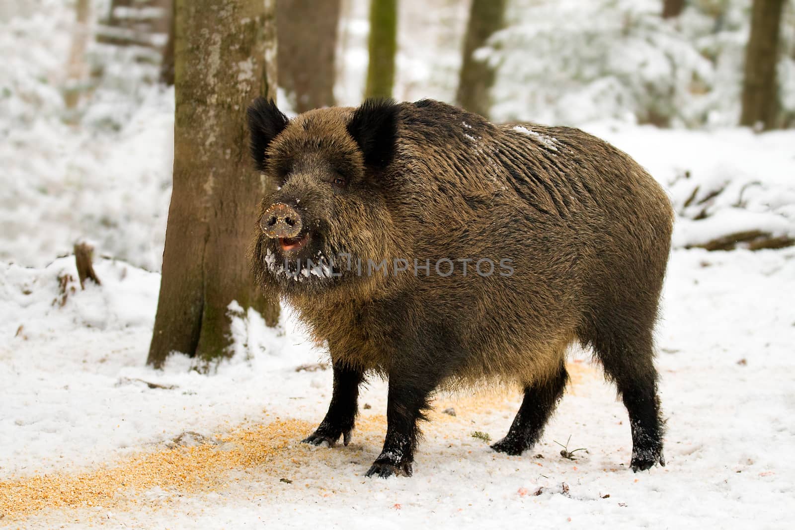 Wild boar (Sus scrofa) on the snow in the forest by Simon02