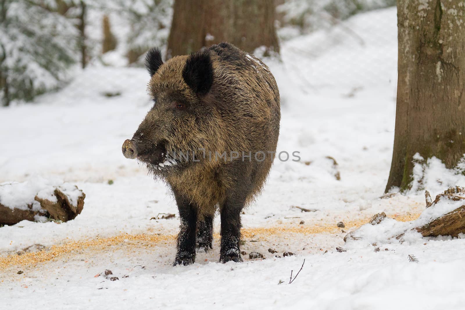 Wild boar (Sus scrofa) on the snow in the forest by Simon02