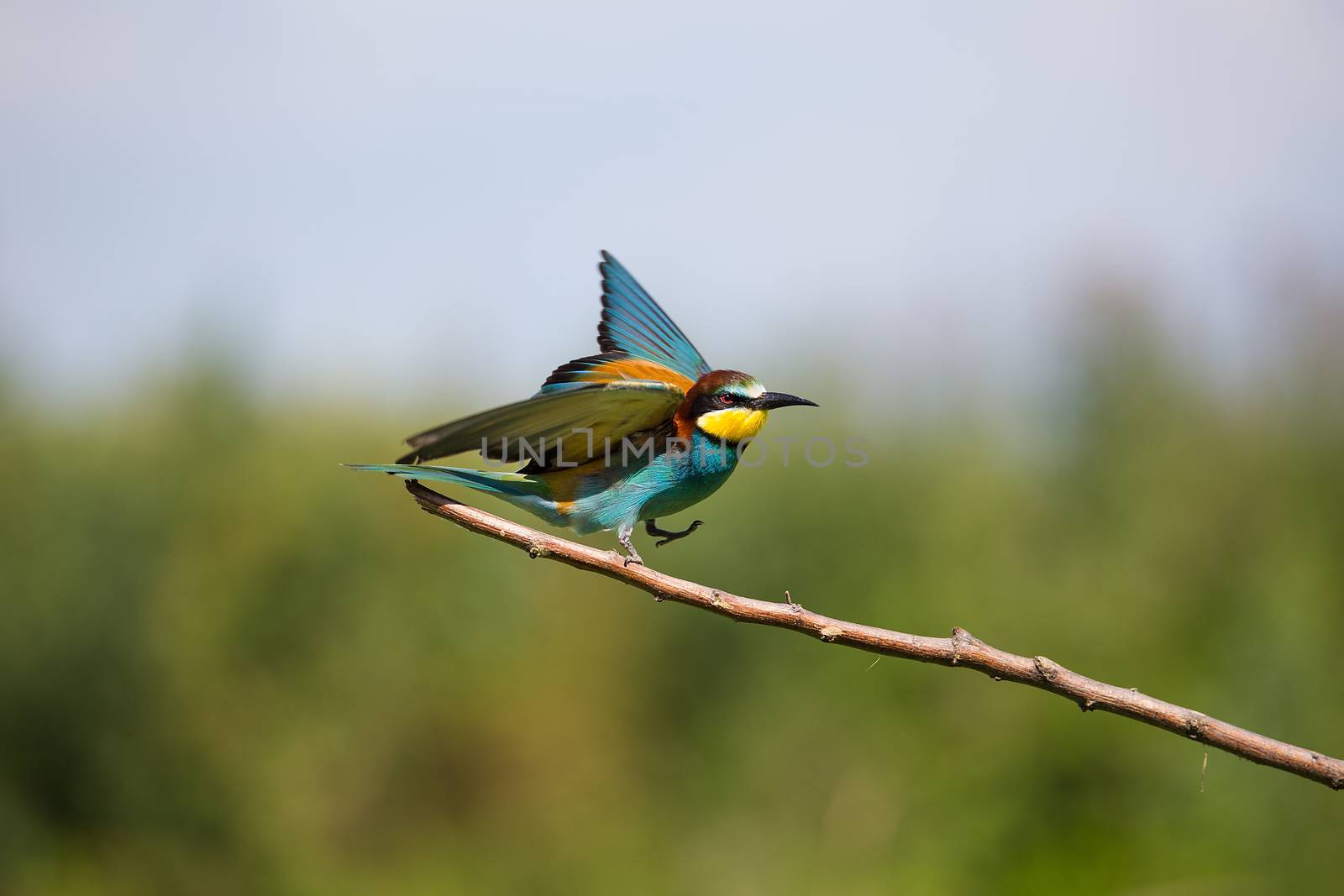 European Bee-eater (Merops apiaster) flying on brunch - tropical colours bird, Isola della Cona, Monfalcone, Italy, Europe