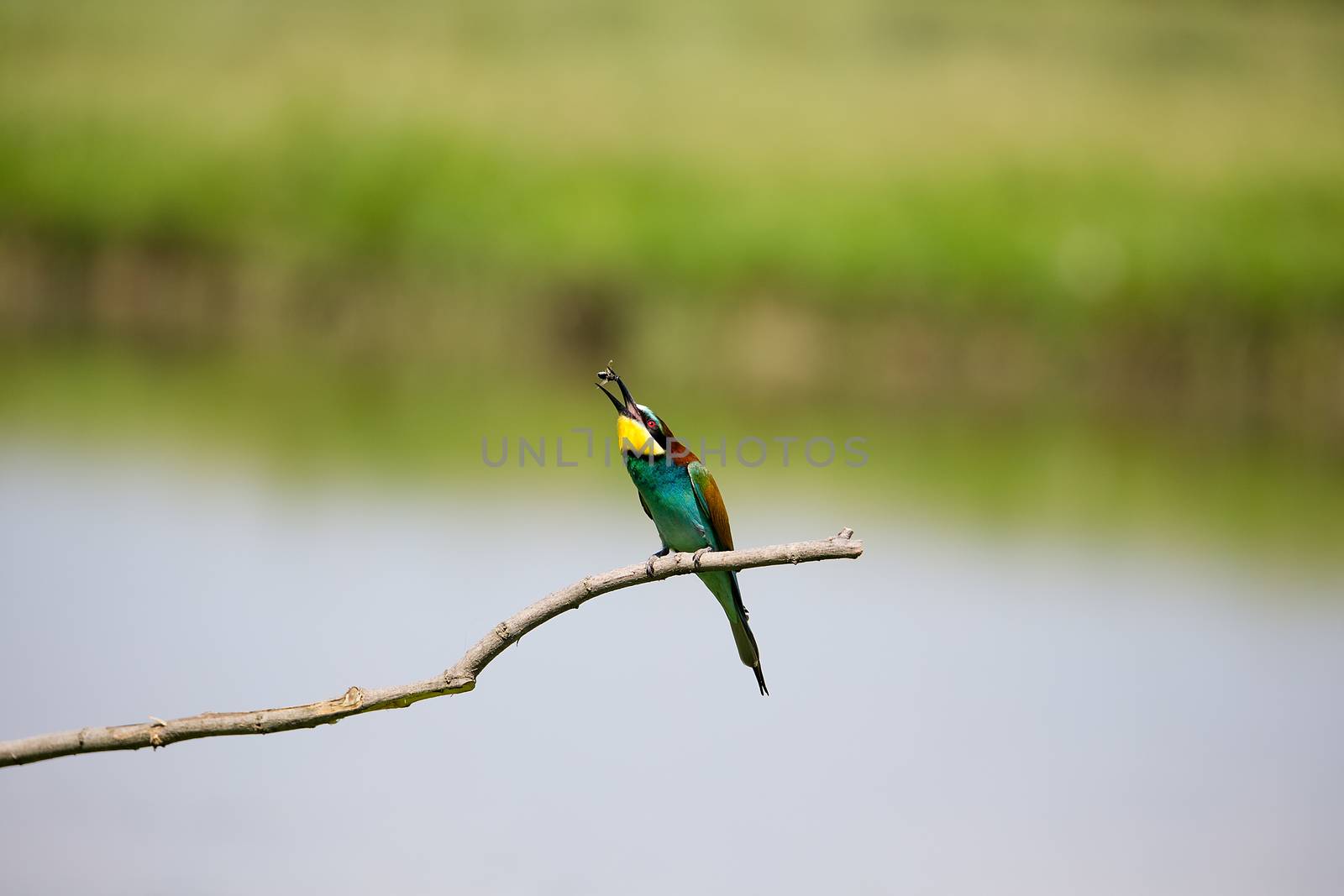 European Bee-eater playing with insect (Merops apiaster) on brunch by Tanja_g