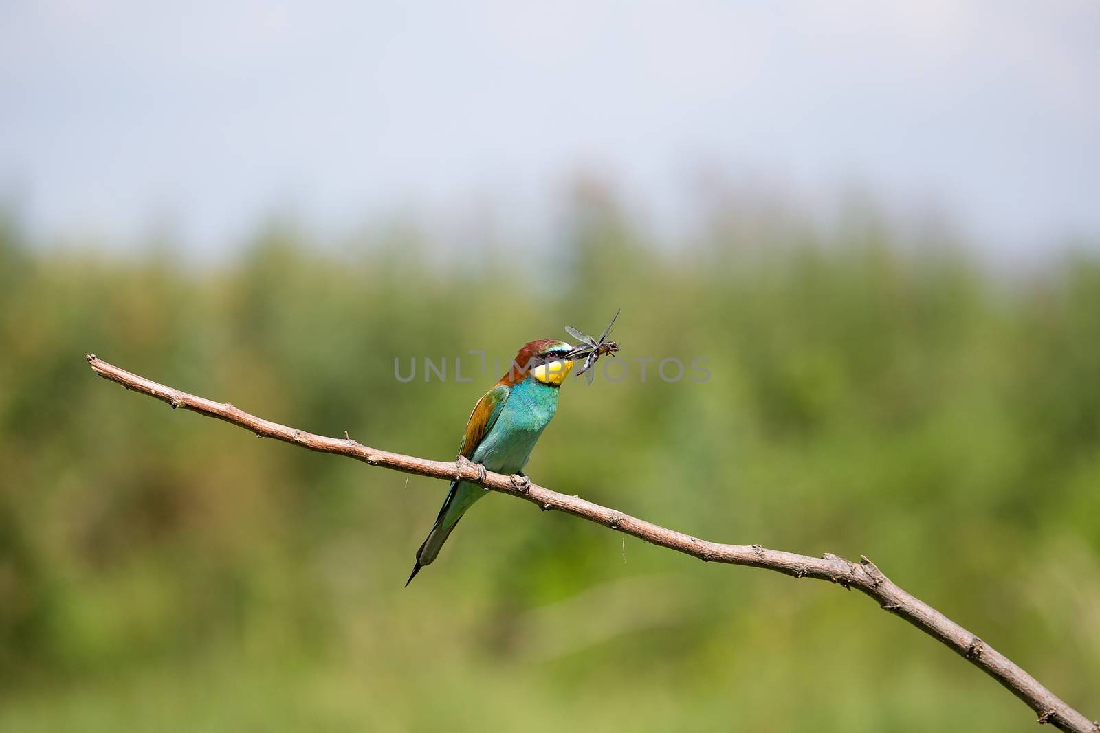 European Bee-eater (Merops apiaster) playing with insect - dragonfly on brunch - tropical colours bird, Isola della Cona, Monfalcone, Italy, Europe