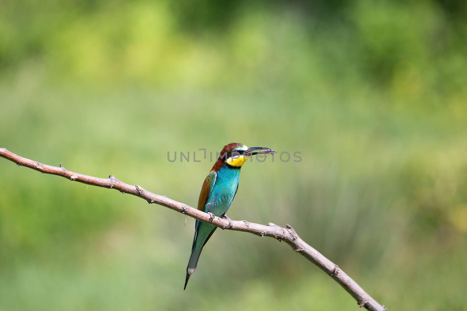 European Bee-eater (Merops apiaster) with insect - dragonfly on brunch - tropical colours bird, Isola della Cona, Monfalcone, Italy, Europe
