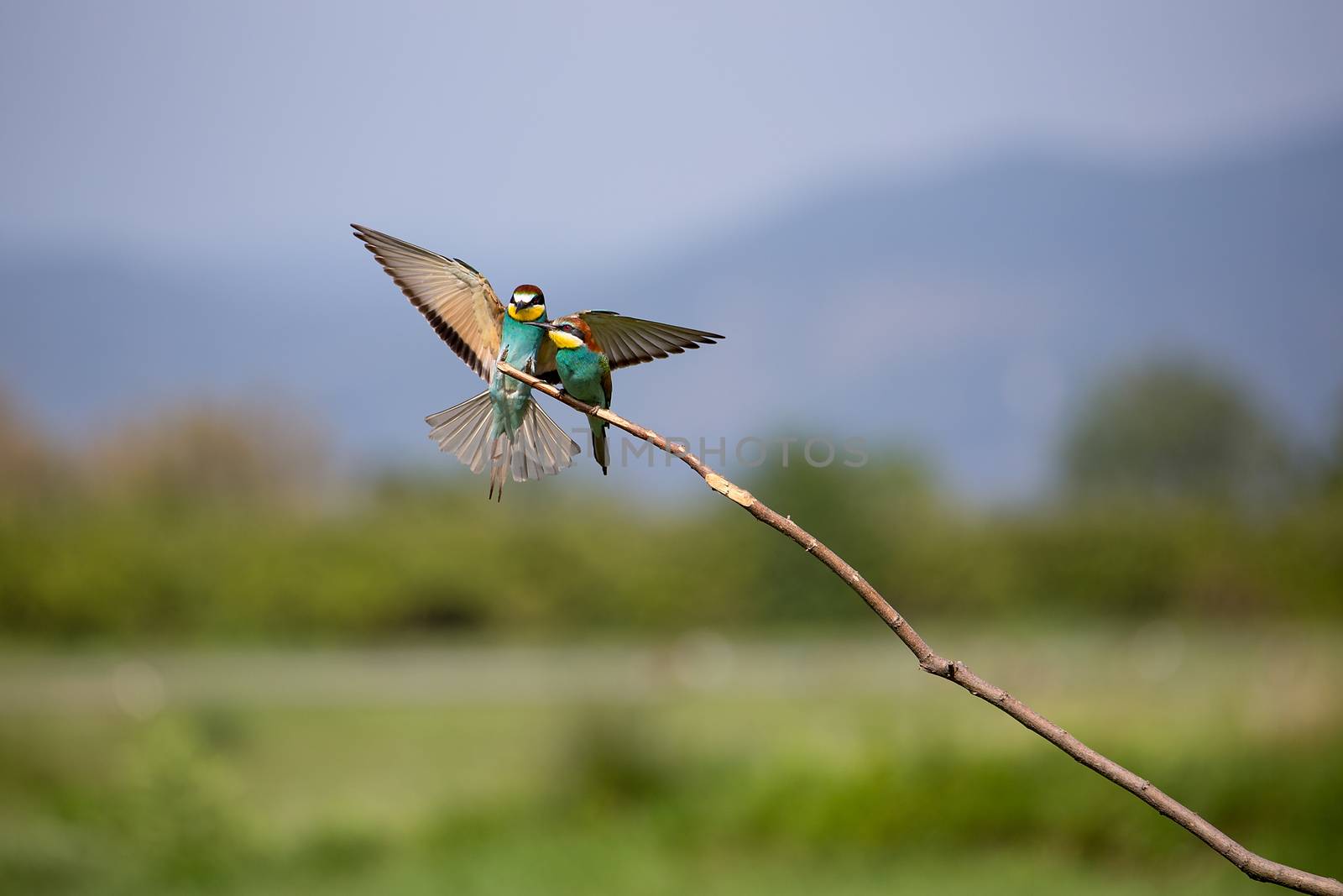 European Bee-eater fight (Merops apiaster) on brunch - Bird Male with Female, Isola della Cona, Monfalcone, Italy, Europe