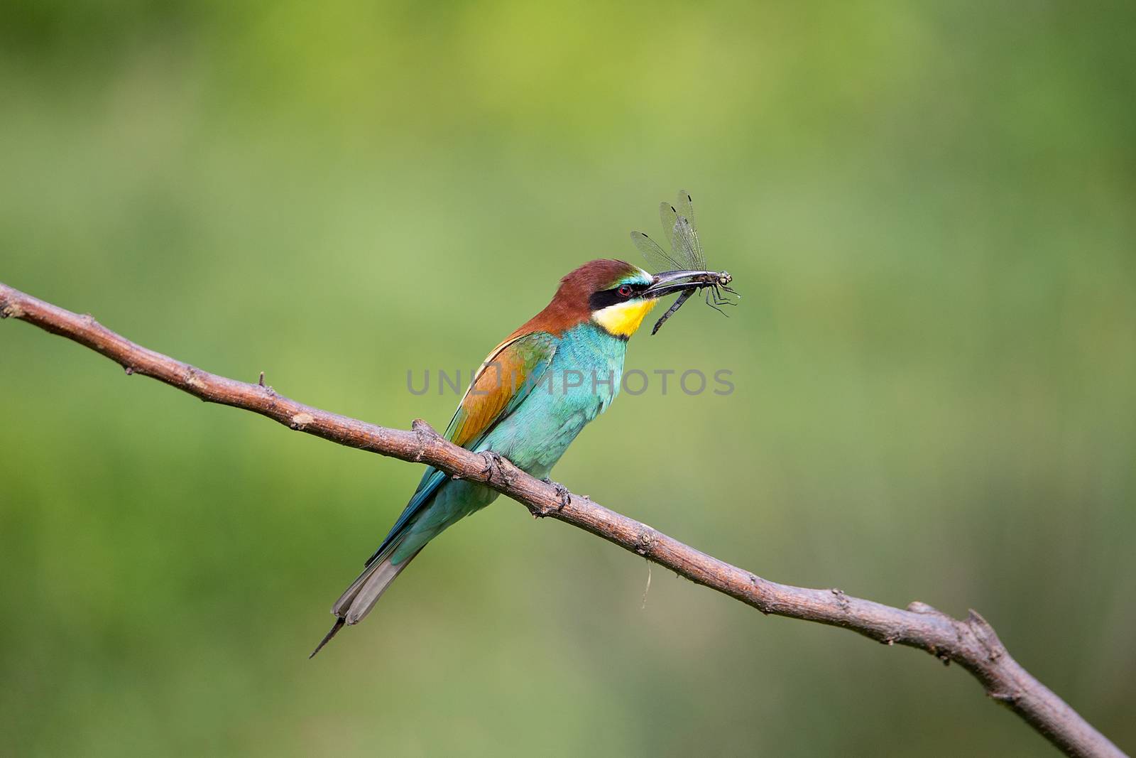 Bee-eater with dragonfly (Merops apiaster) by Tanja_g