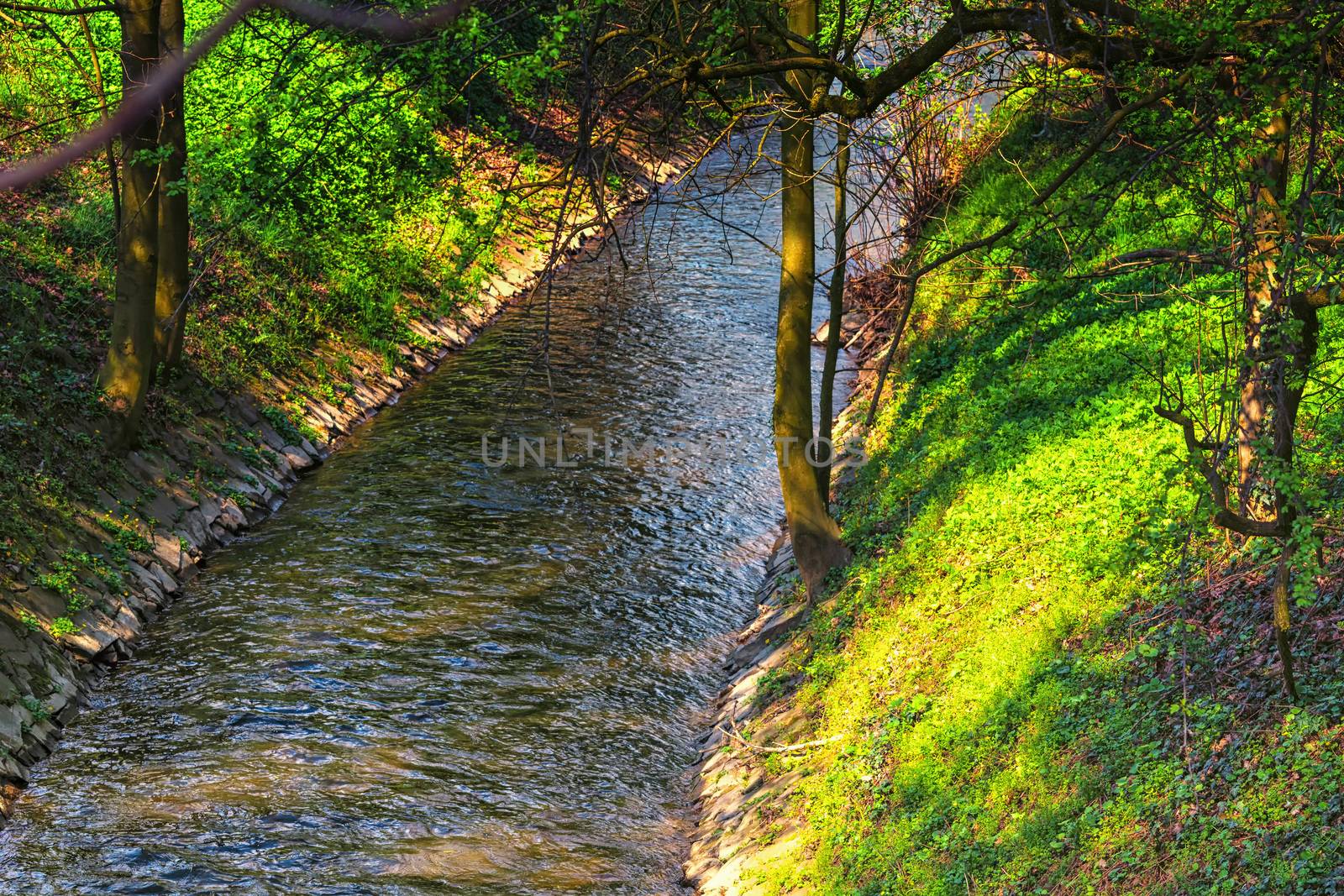 Mountain creek in the green forest in spring at sunshine.