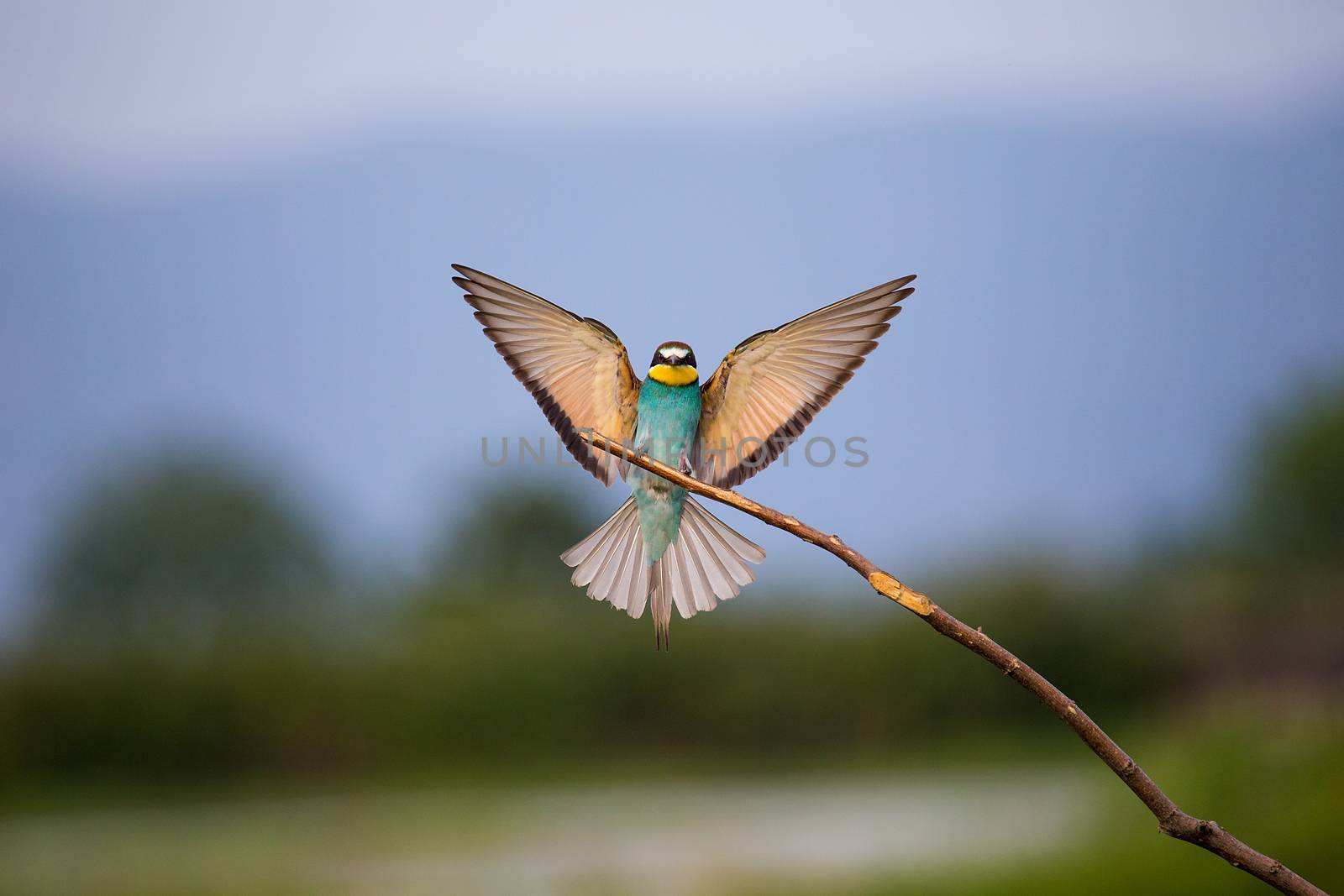 European Bee-eater (Merops apiaster) flying on brunch - tropical colours bird, Isola della Cona, Monfalcone, Italy, Europe
