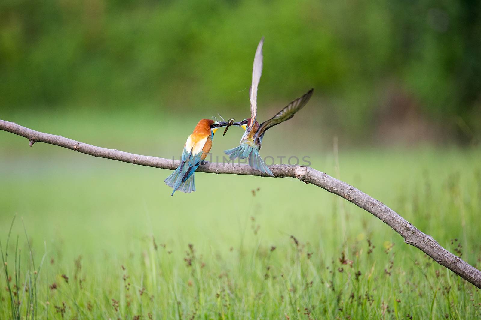 European Bee-eater courtship (Merops apiaster) - male with dragonfly for female by Tanja_g