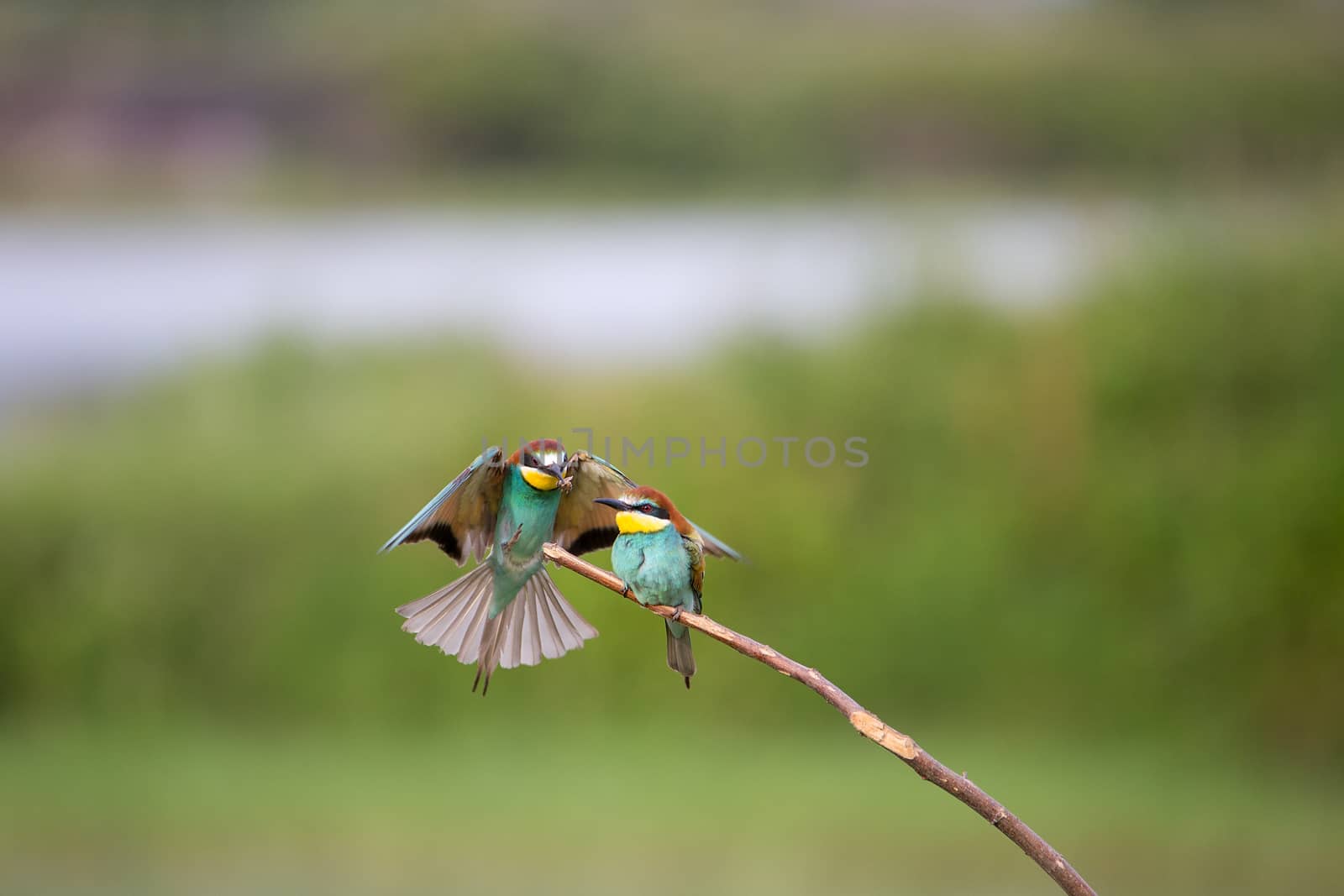 European Bee-eater courtship (Merops apiaster) - male with insect for female, Isola della Cona, Monfalcone, Italy, Europe