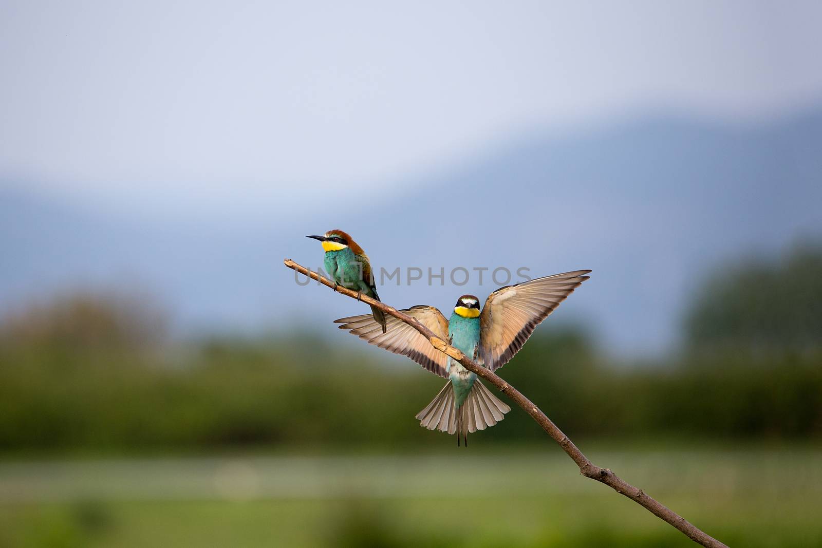 European Bee-eater couple (Merops apiaster) flying on brunch by Tanja_g