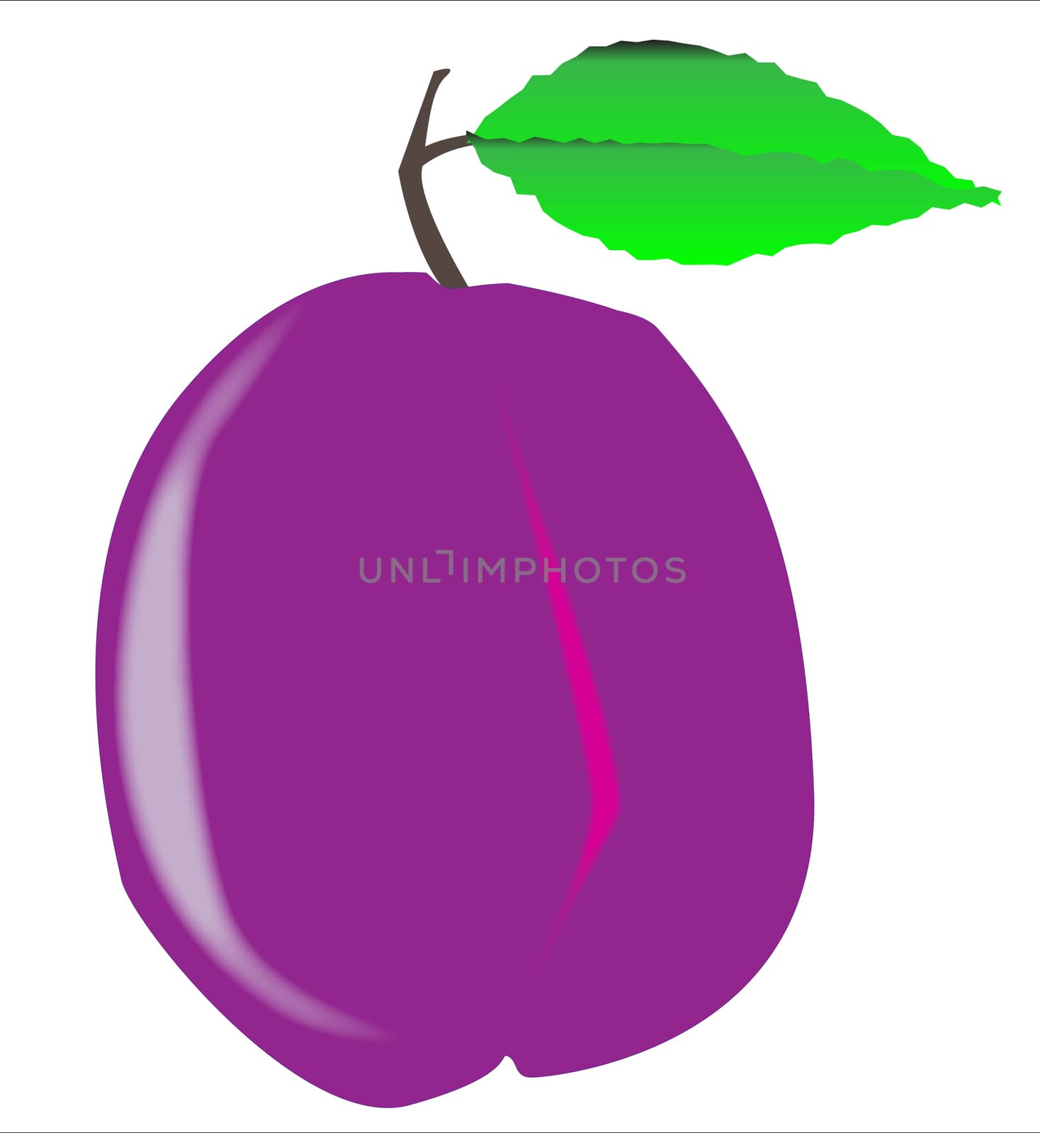 A sole purple isolated plum with green leaf and stalk