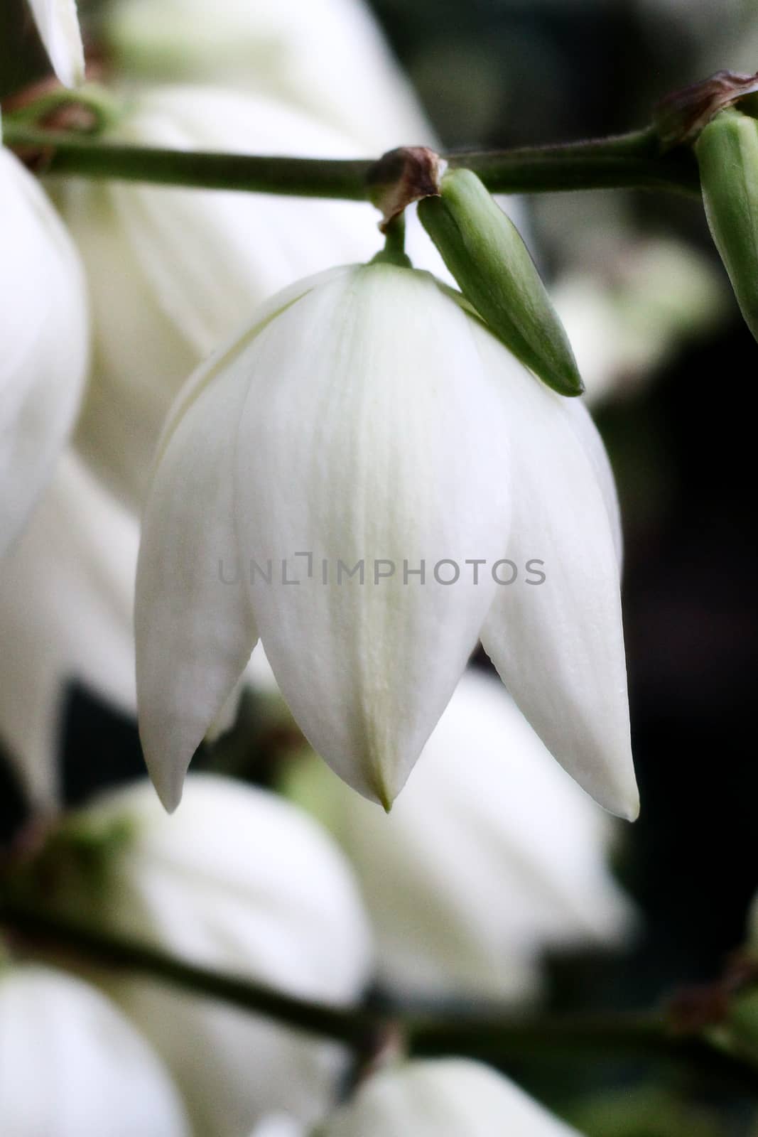 one big white flower yucca. a photo