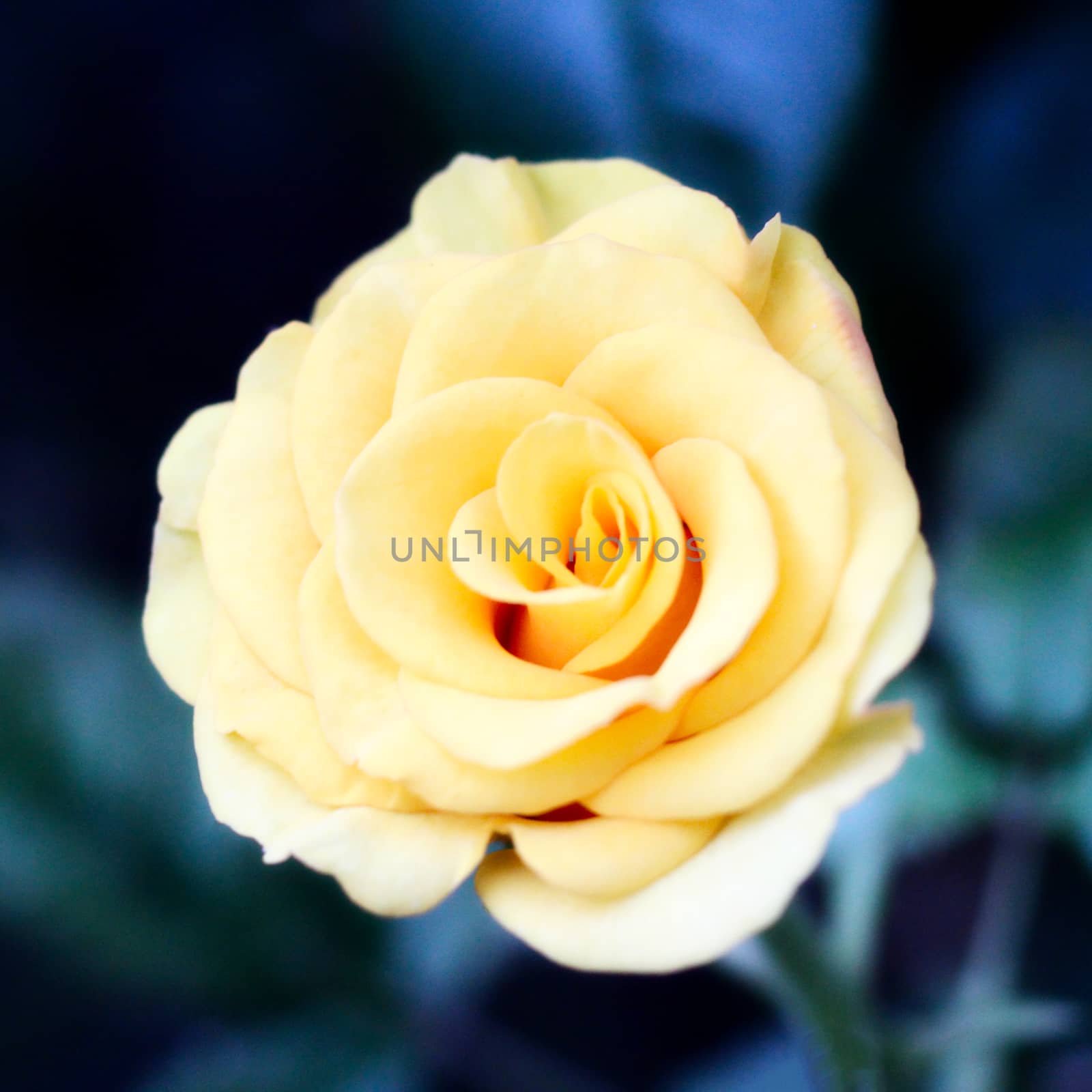 biautiful big yellow rose. photo. flowers spring background