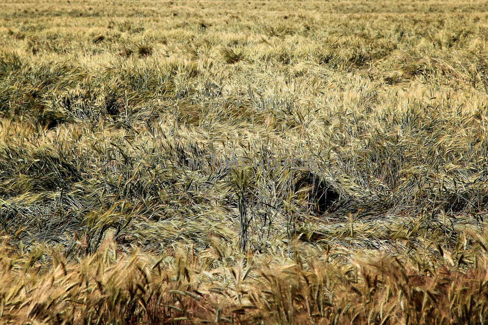 big field of green wheat. a photo