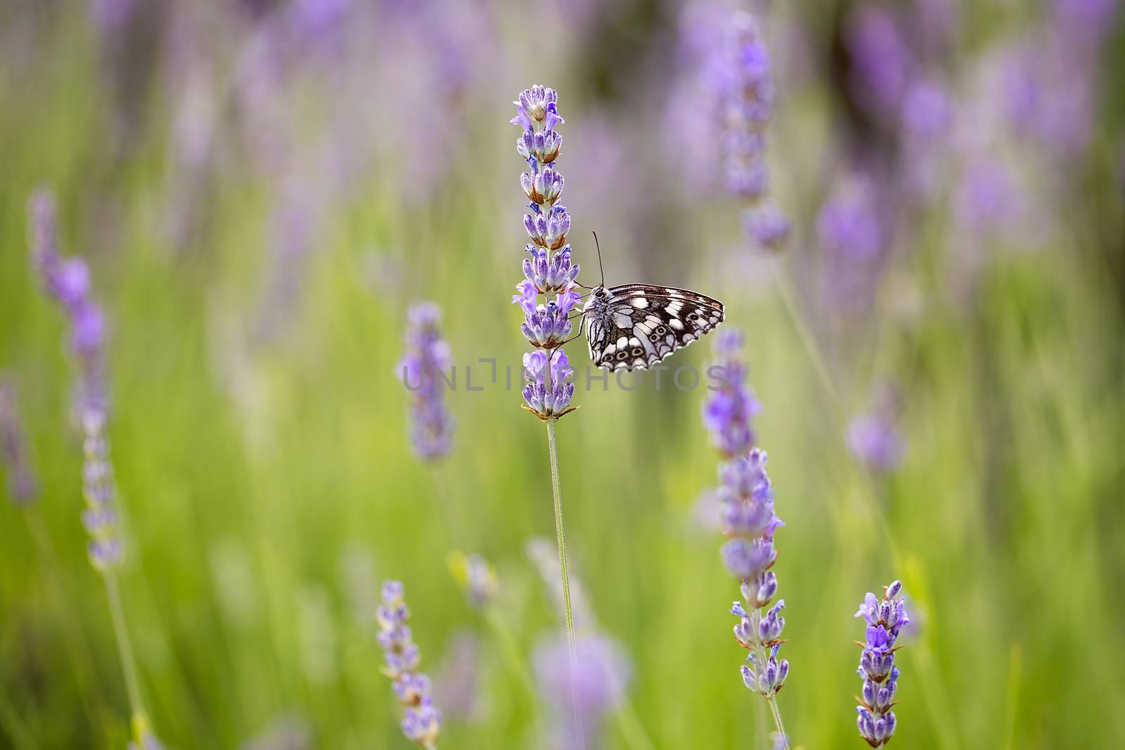 Lavander blossom with Marbled White butterfly (Melanargia galathea), macro photography, copy space, background