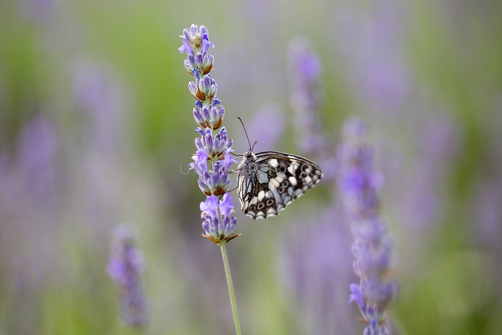 The Marbled White (Melanargia galathea) butterfly on lavander flower, macro photography, copy space, background