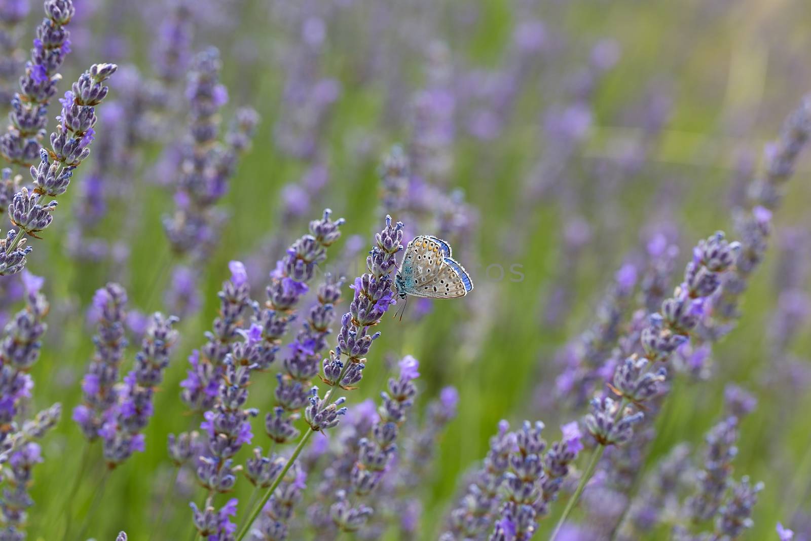 The chalkhill blue butterfly on lavander flower (Polyommatus coridon, Lysandra coridon) on lavande flower by Tanja_g