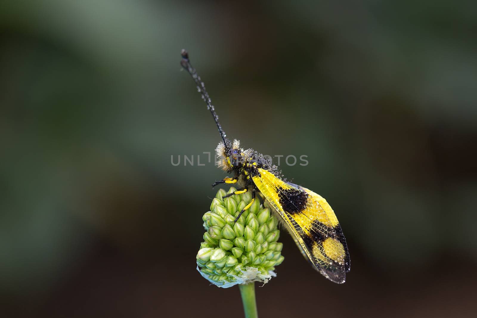 Macaronius owlfly (Libelloides macaronius) with water drops on small grass flower