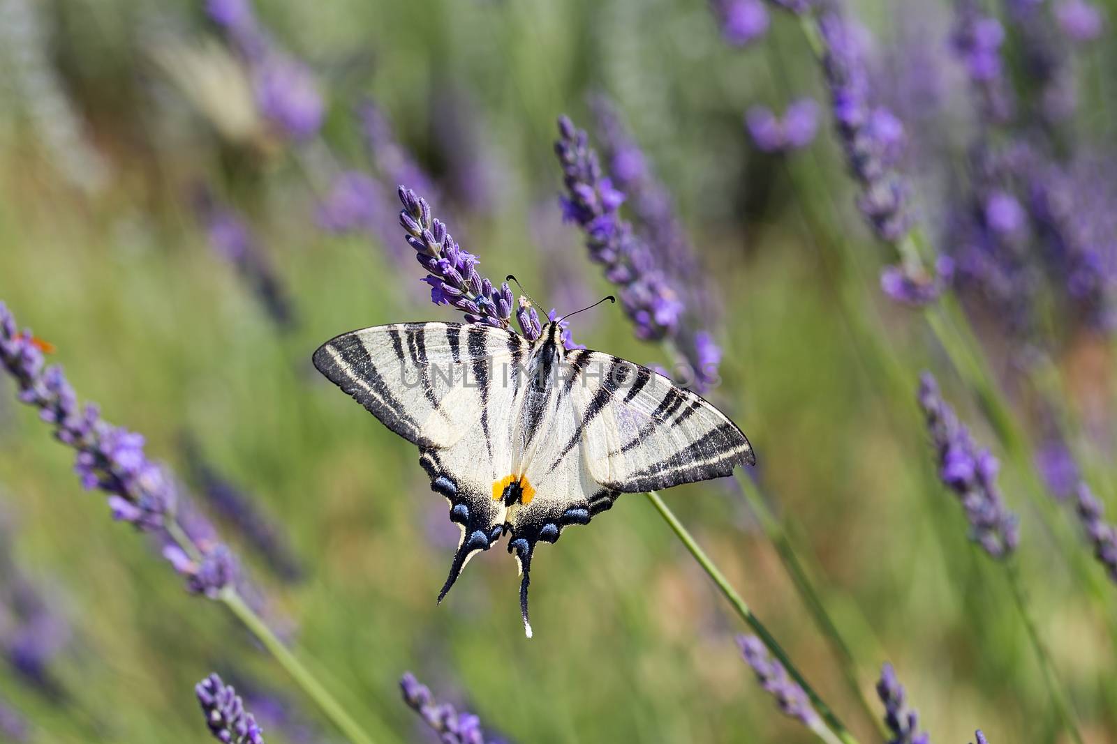 The scarce swallowtail (Iphiclides podalirius) butterfly on lavander flower by Tanja_g
