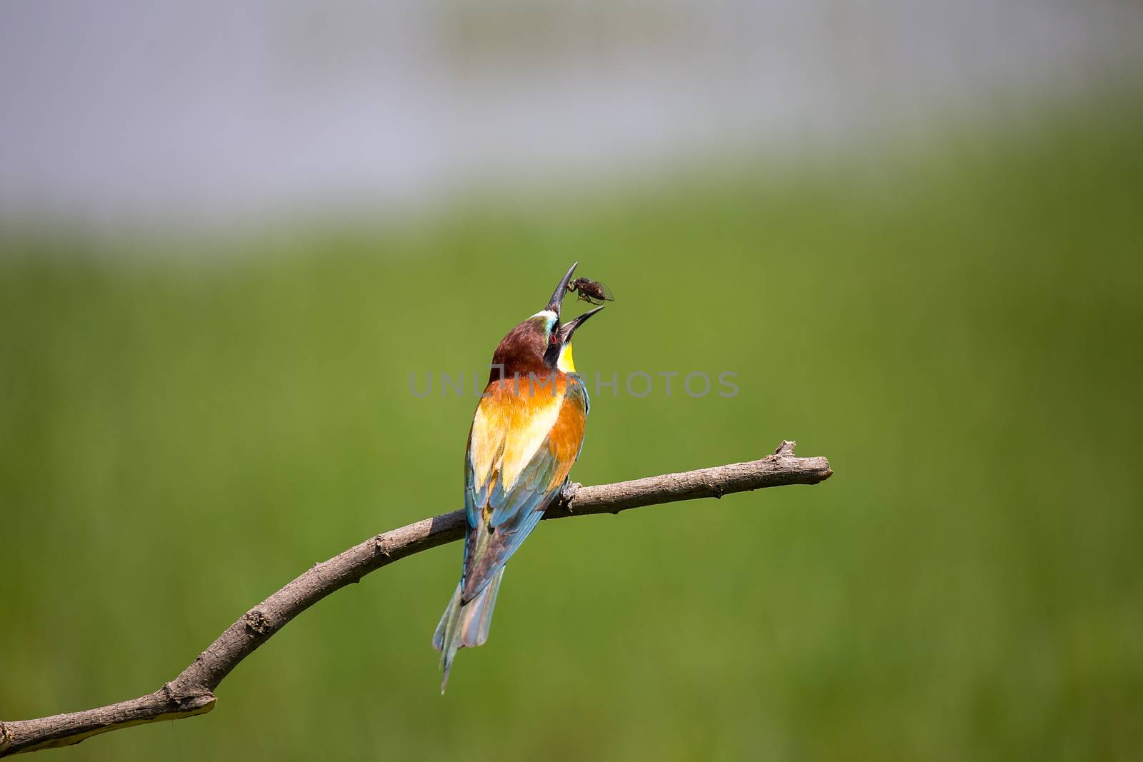 European Bee-eater playing with insect (Merops apiaster) on brunch - Bird Male with Female, Isola della Cona, Monfalcone, Italy, Europe