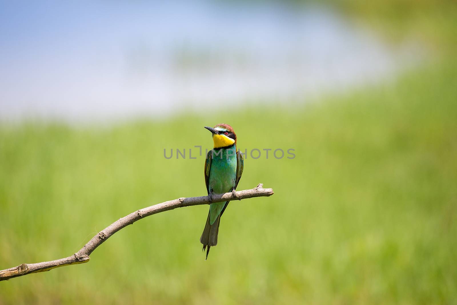 European Bee-eater (Merops apiaster) on brunch by Tanja_g