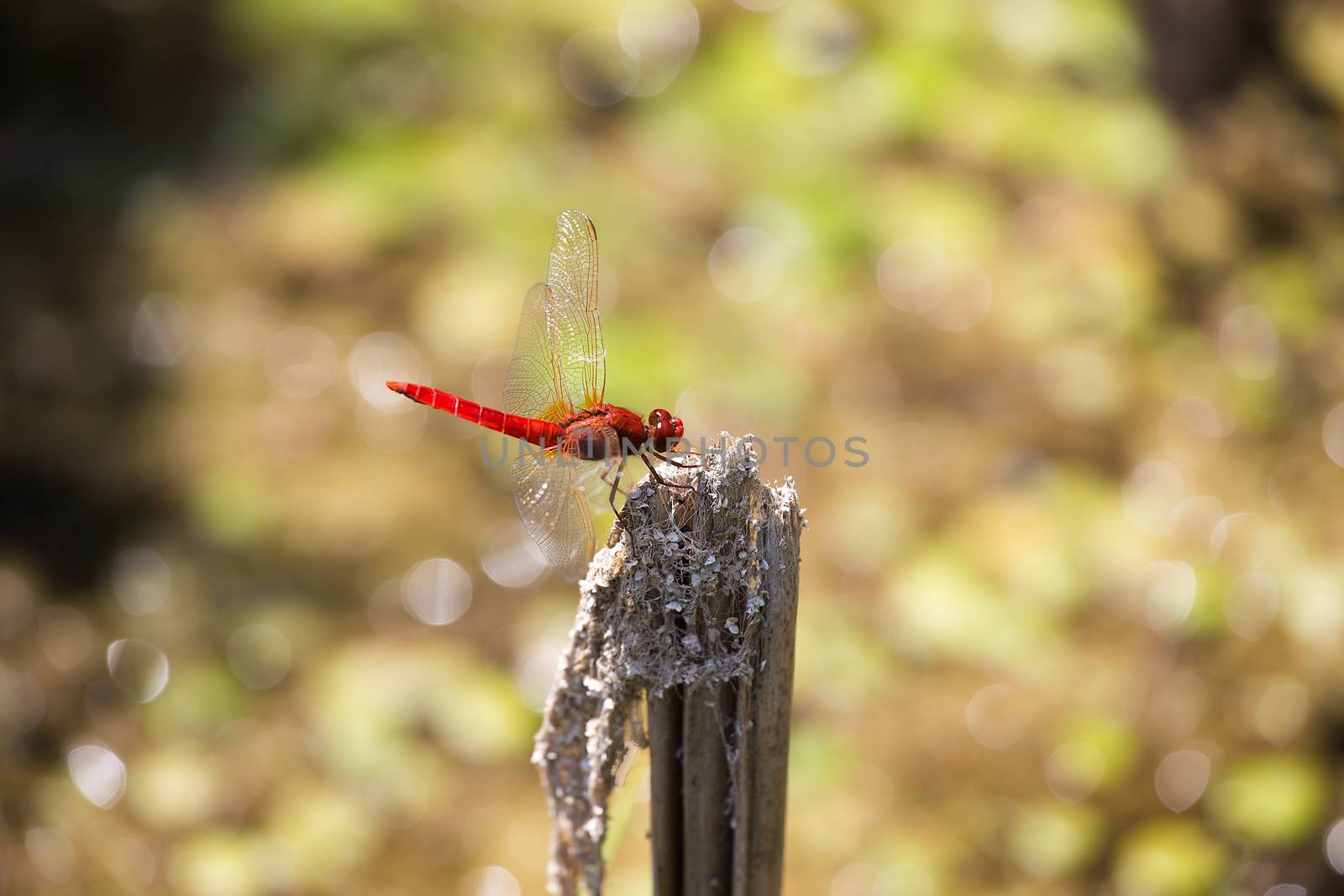 Red Scarlet dragonfly, Crocothemis erythraea on brunch by Tanja_g